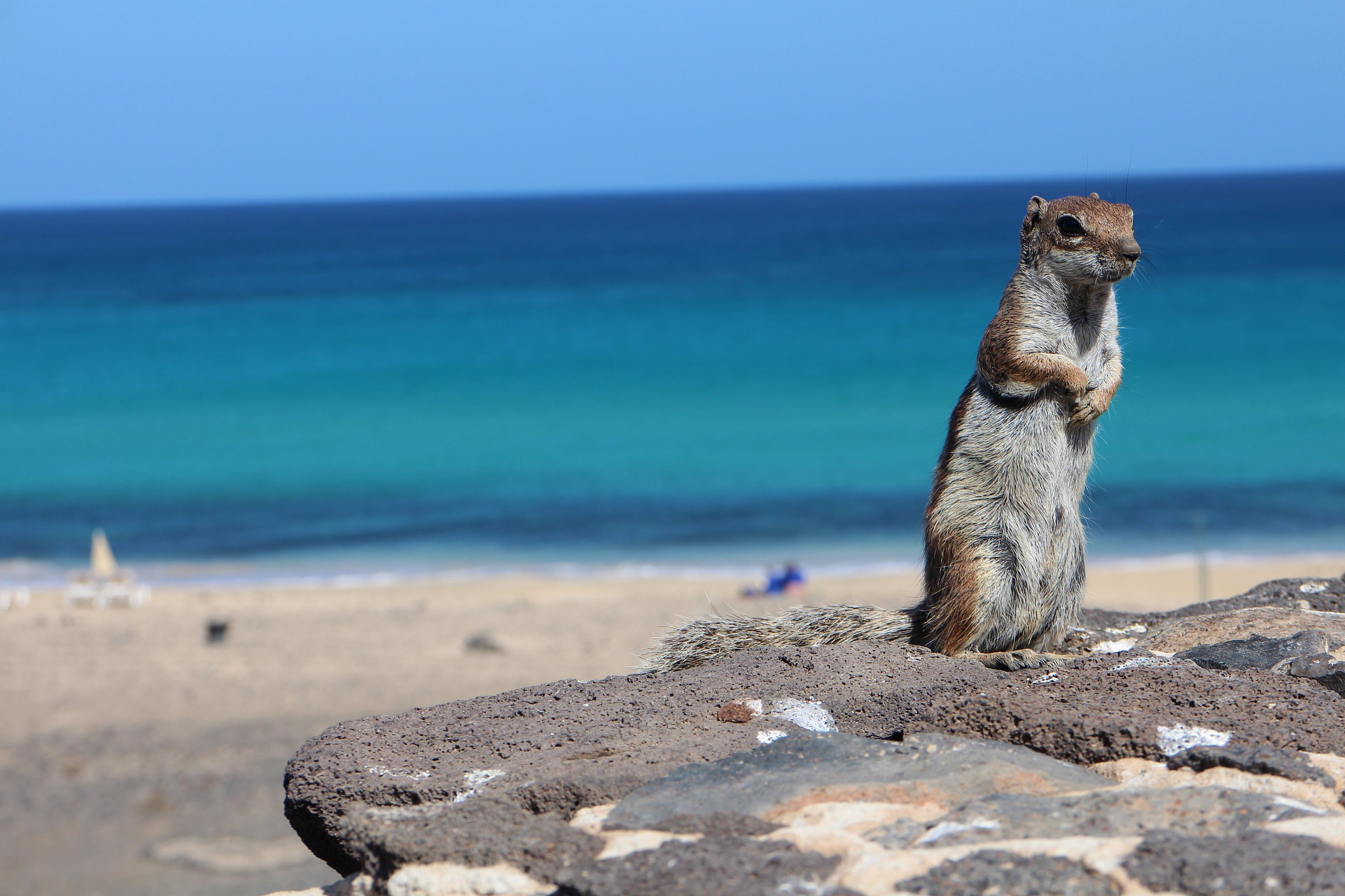 Scoiattolo indifferente