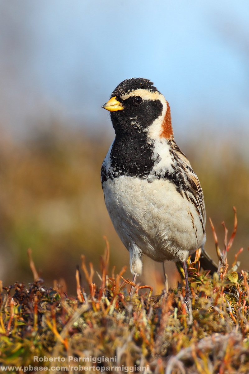 Lapland Bunting Part II