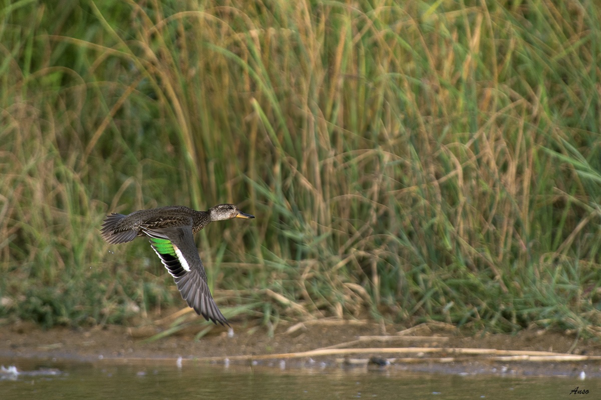 Teal in flight swamp scarlino