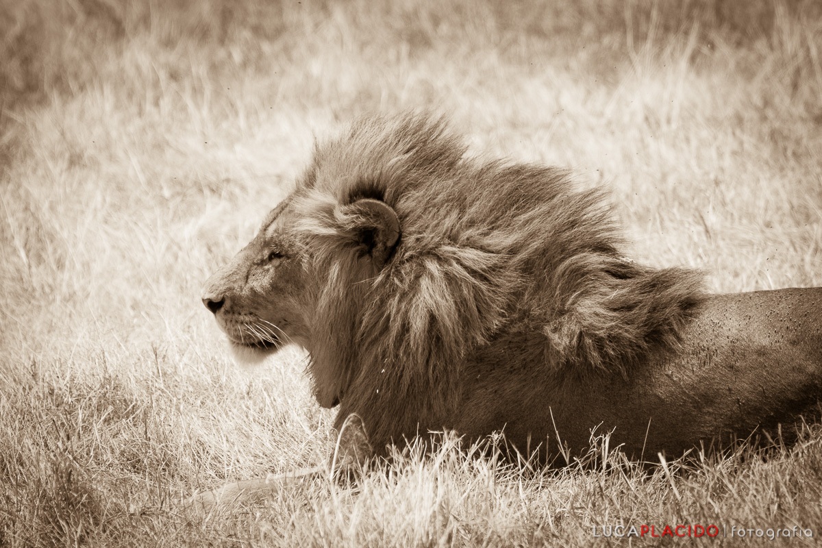 Il Re...in un momento di relax