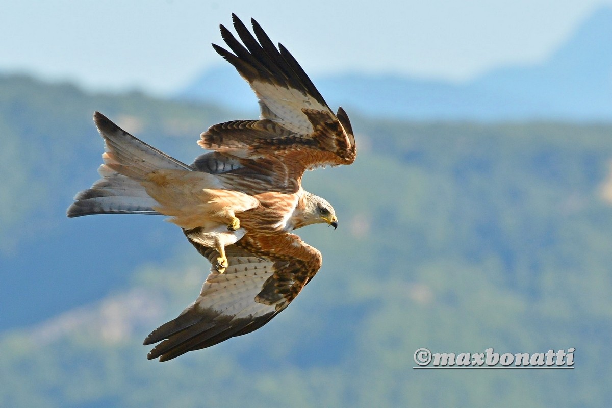 Red Kite (Milvus Milvus)
