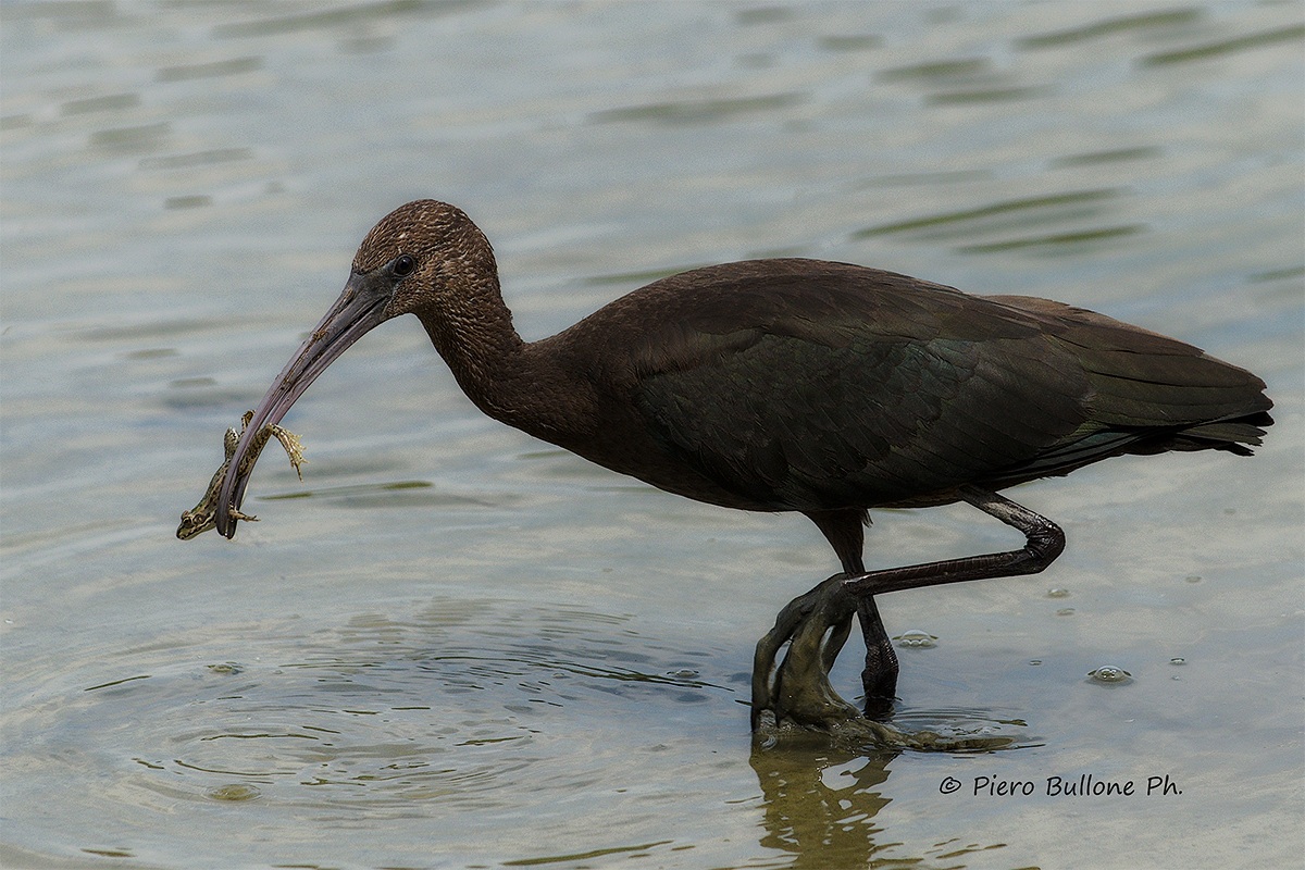 Glossy Ibis (Glossy Ibis)