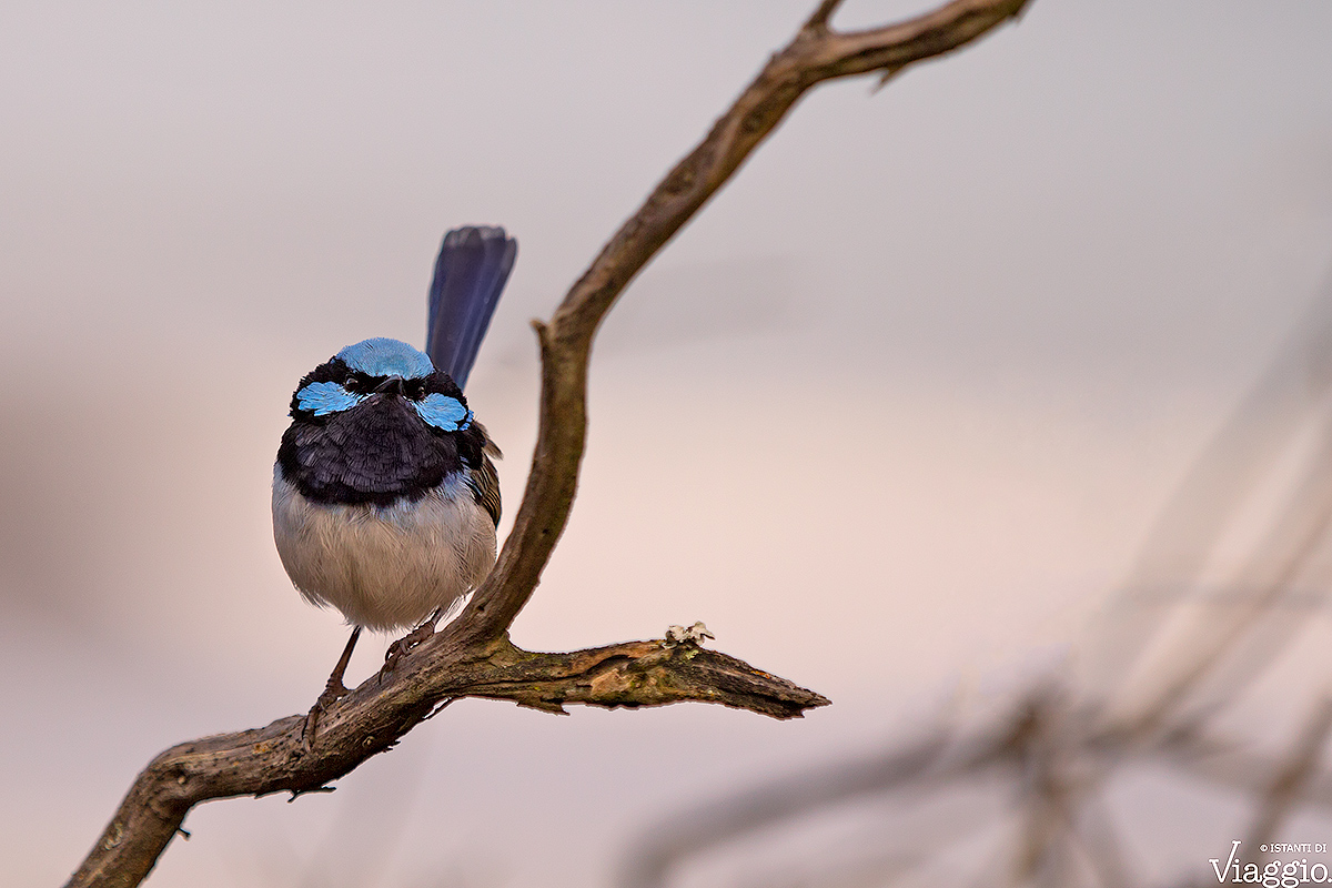 Scricciolo Azzurro (maschio)