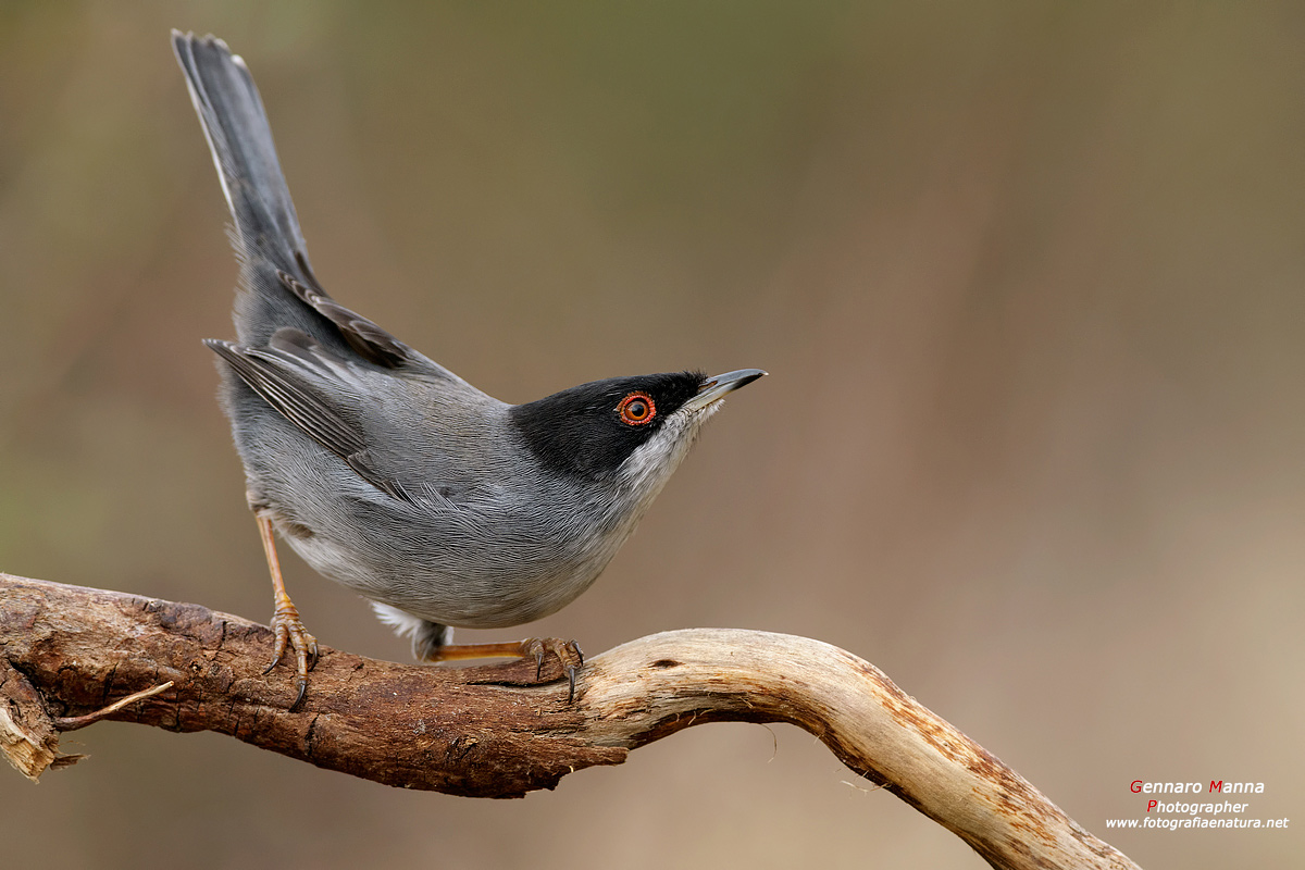 Occhiocotto (Sylvia melanocephala)