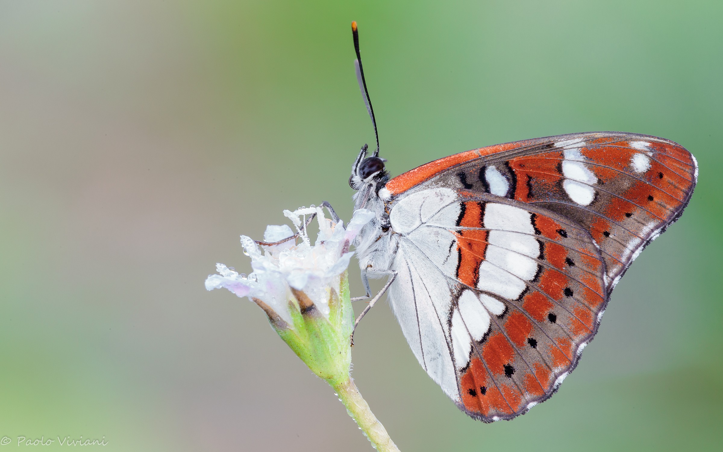 Limenitis reducta rovescio