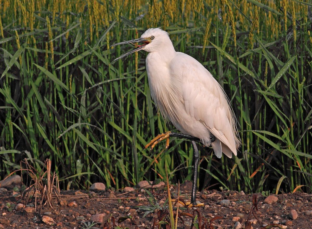 egret