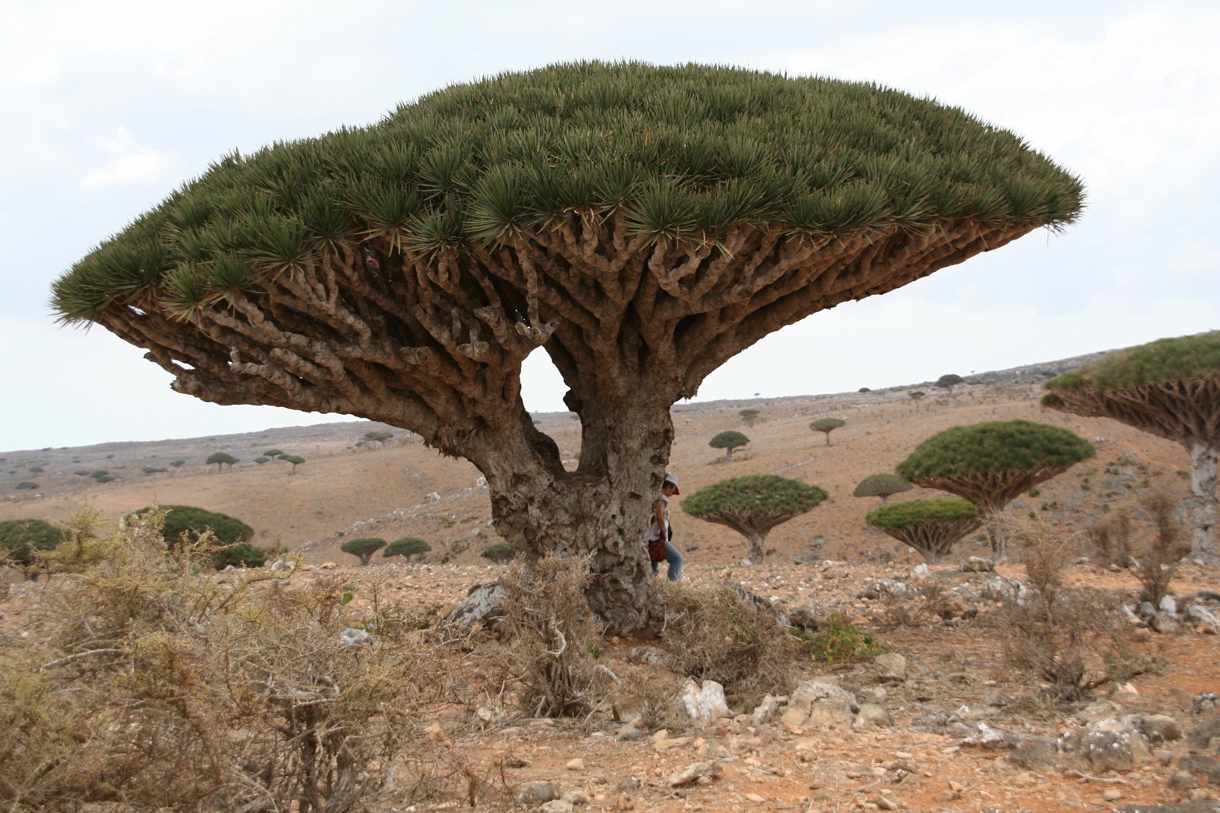Island of Socotra Dracaena cinnabari