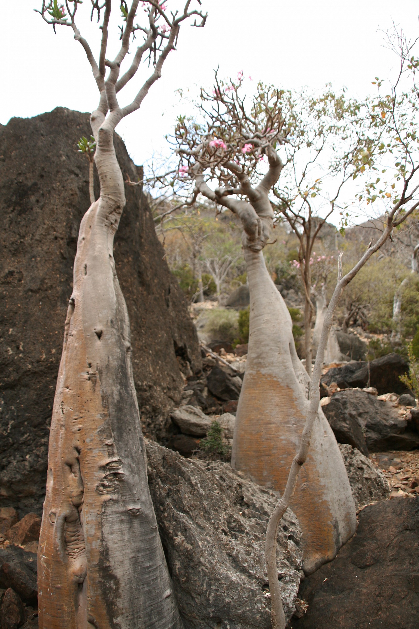 Socotra Island bottle tree