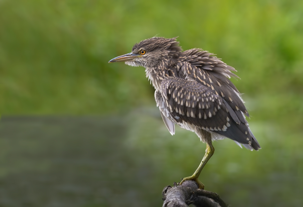 Night Heron juv