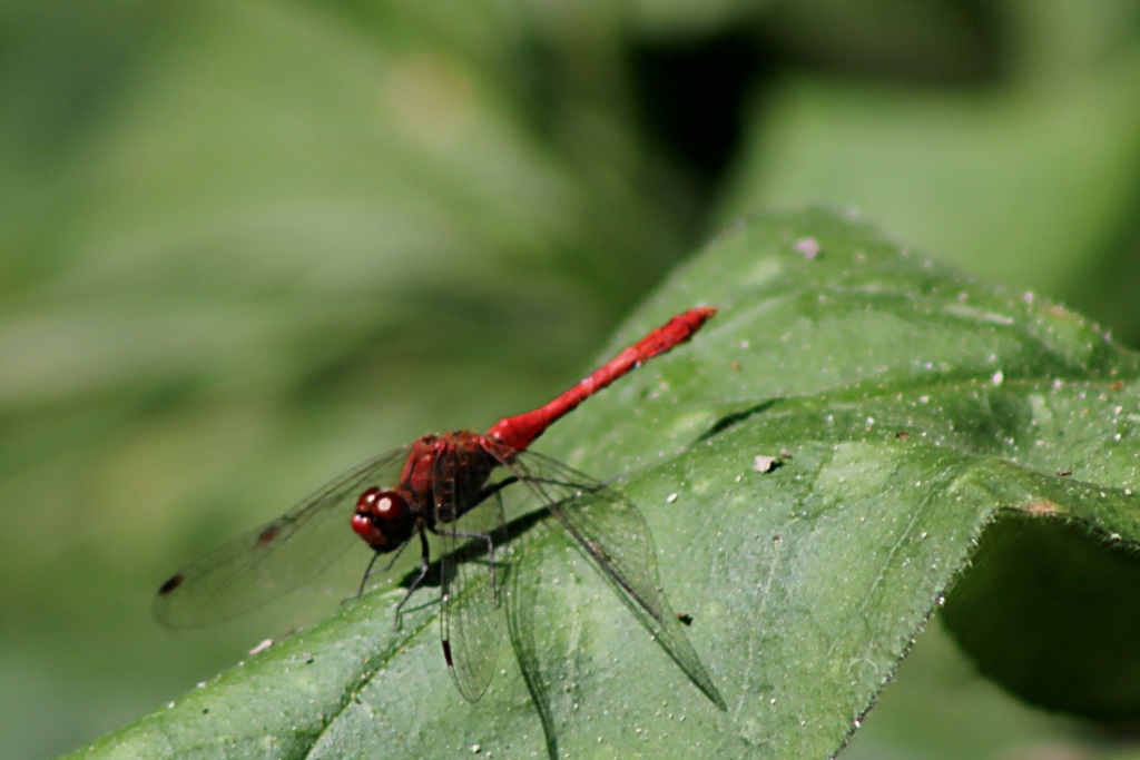 red dragonfly 2