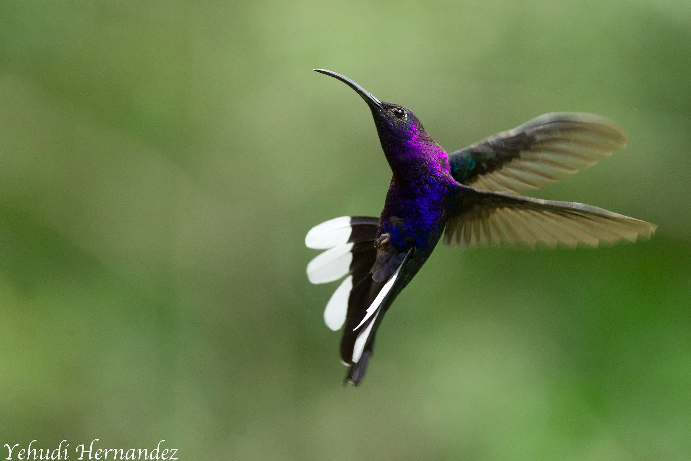 Violet Sabrewing (Campylopterus hemileucurus)