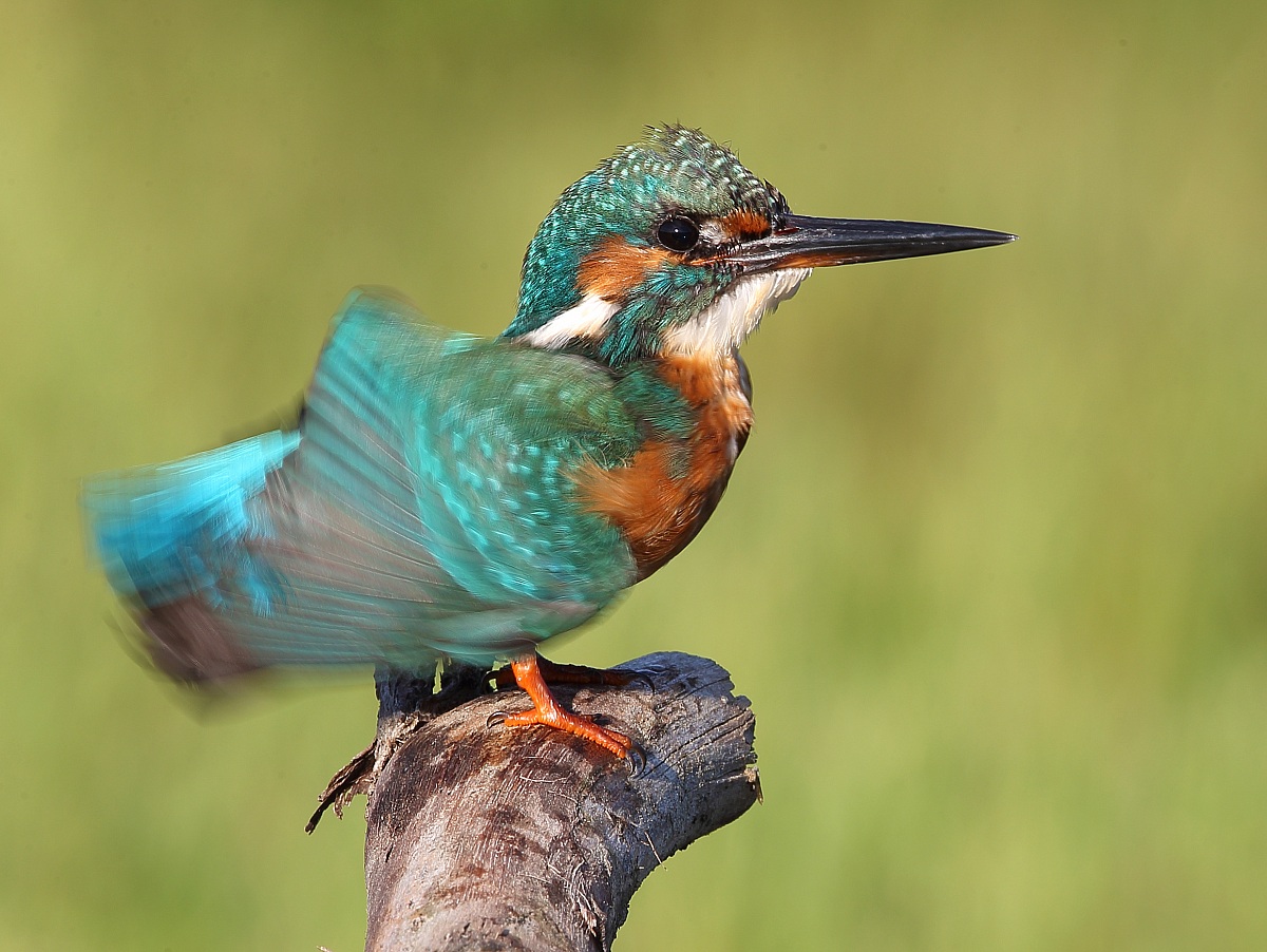 L'eleganza della martina