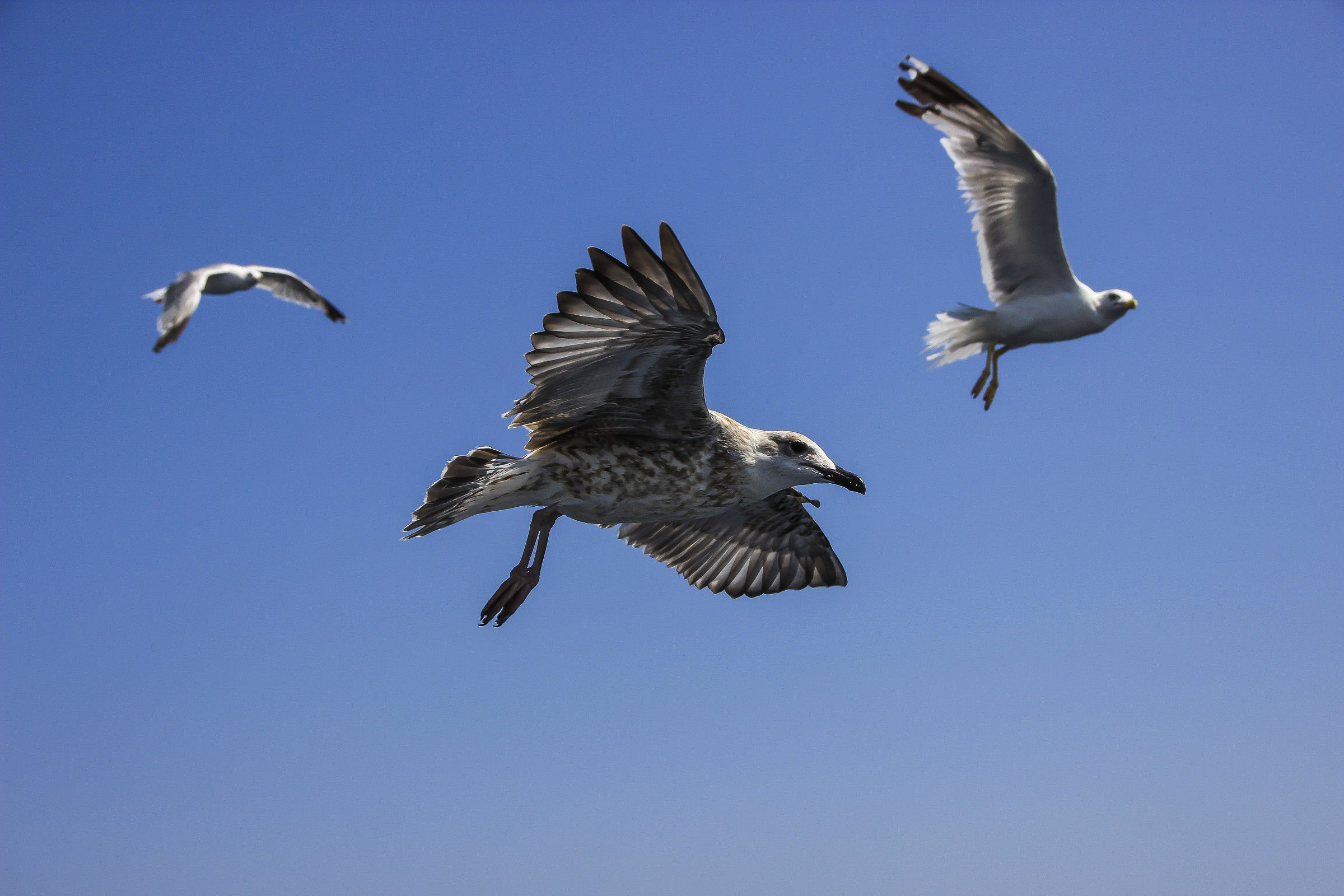 In compagnia si viaggia meglio