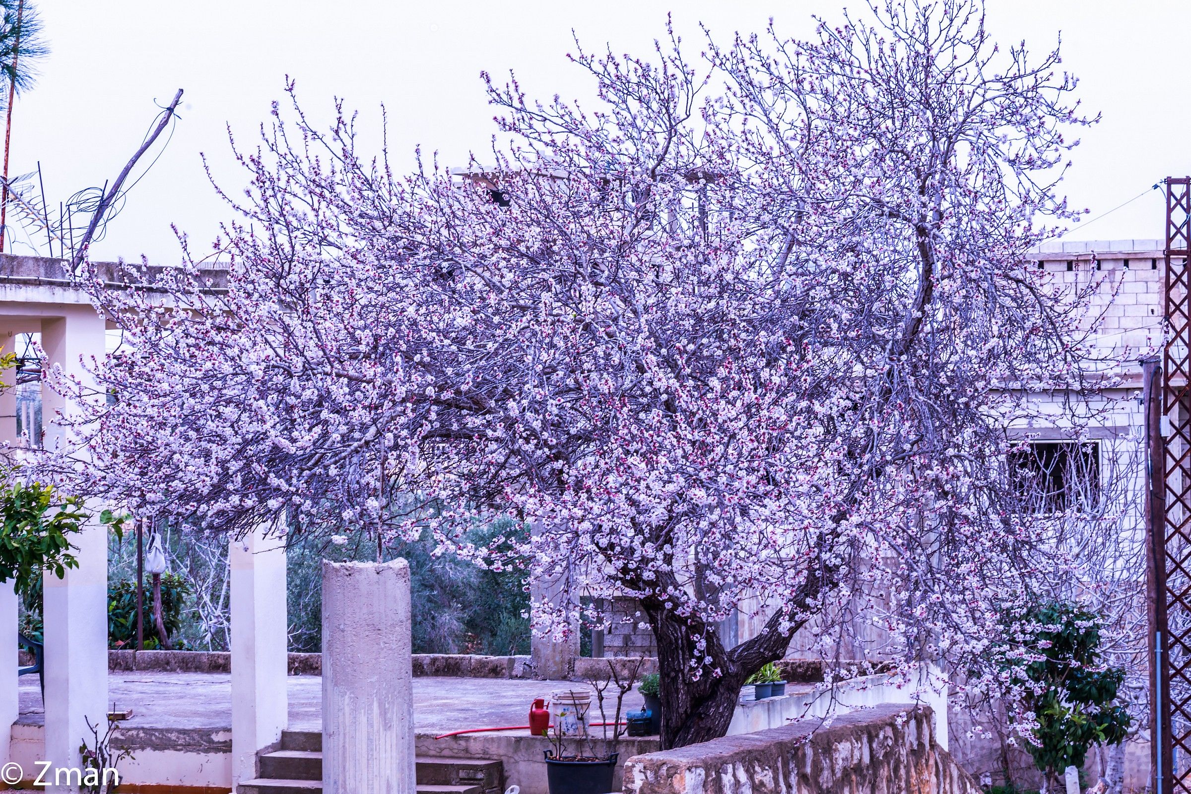 Mandorlo in fiore pieno