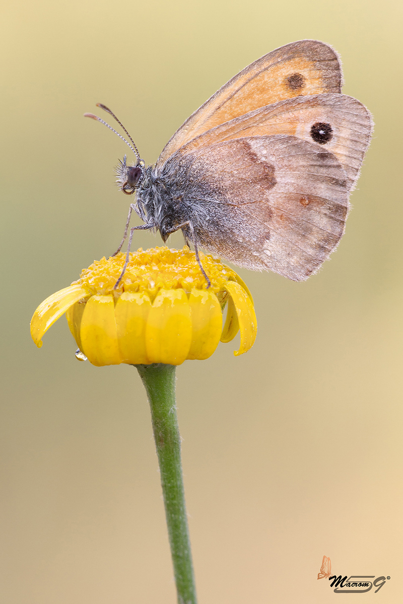 Coenonimpha phanphilus prima luce!