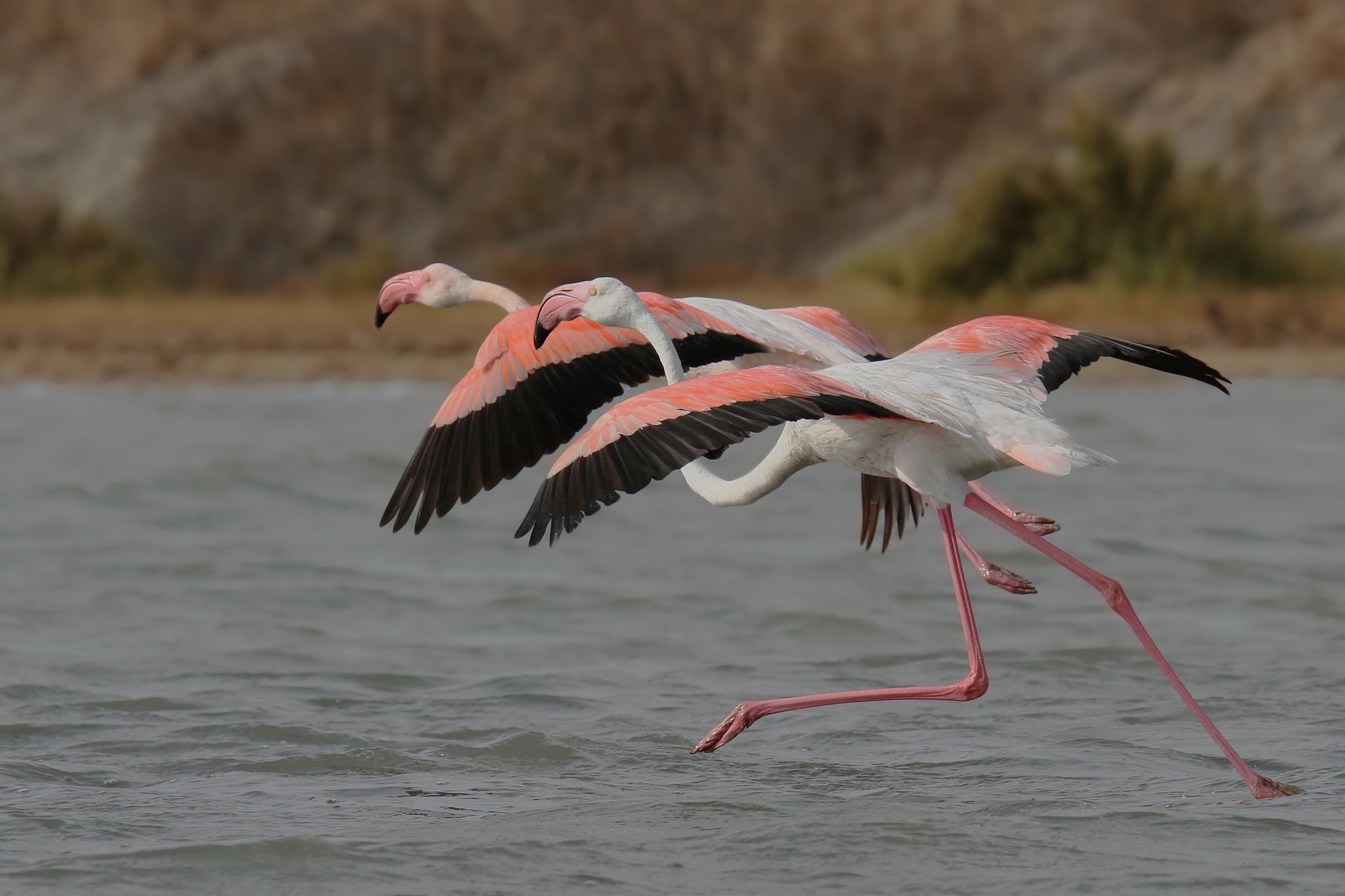 Fenicotteri Rosa - Pink Flamingos