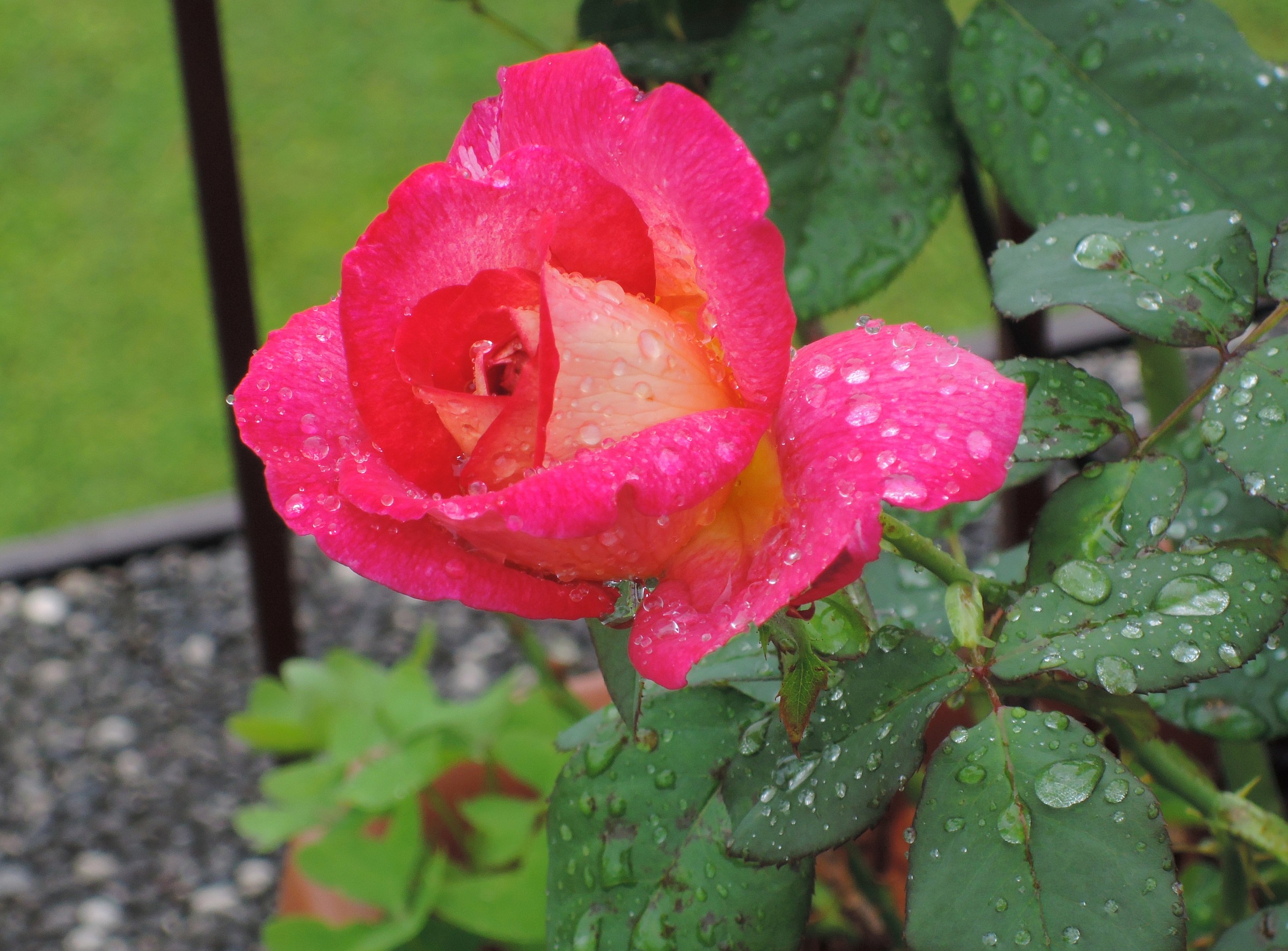 rosa dopo la pioggia