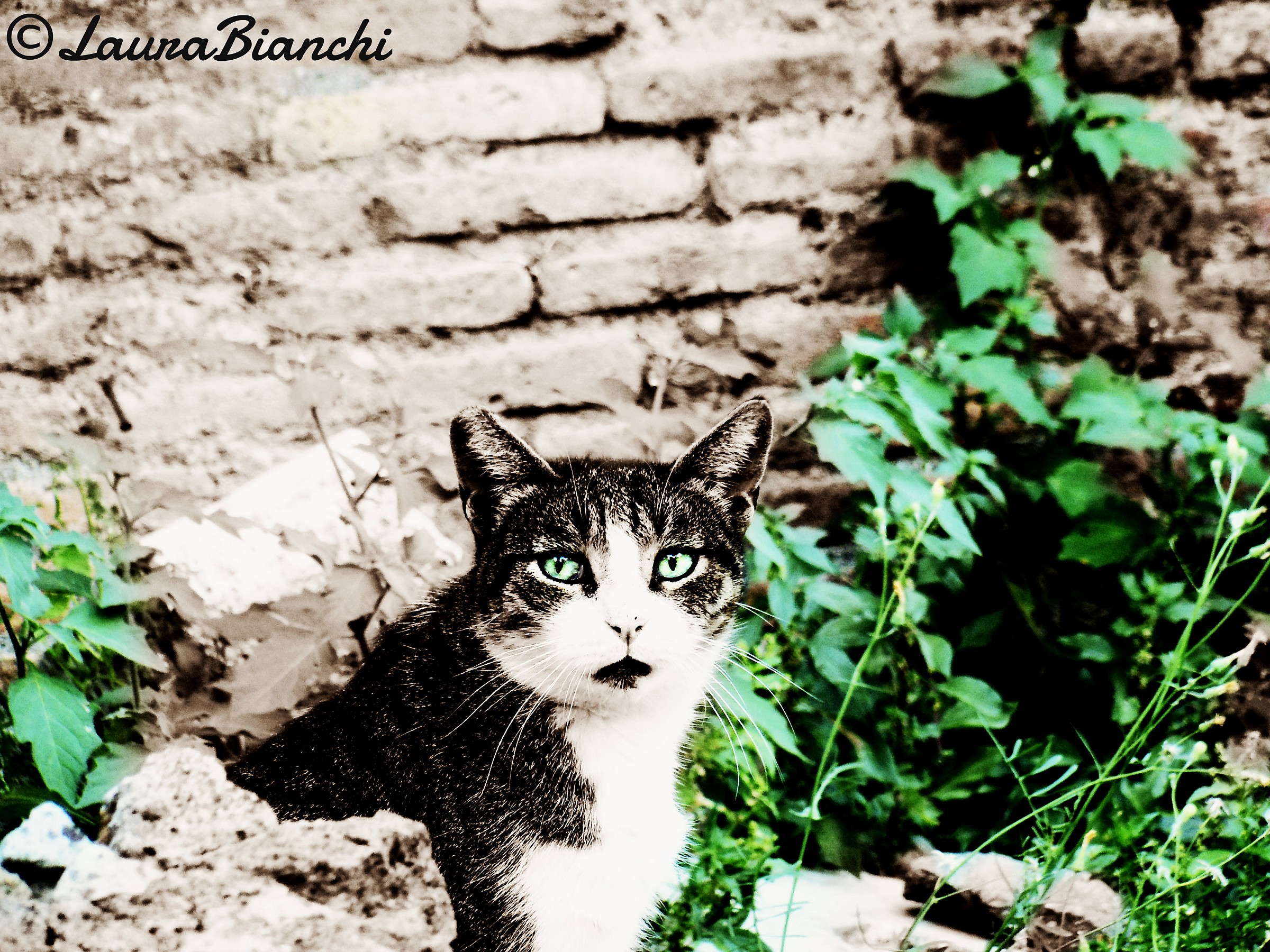 Romeo, er mejo der Colosseo