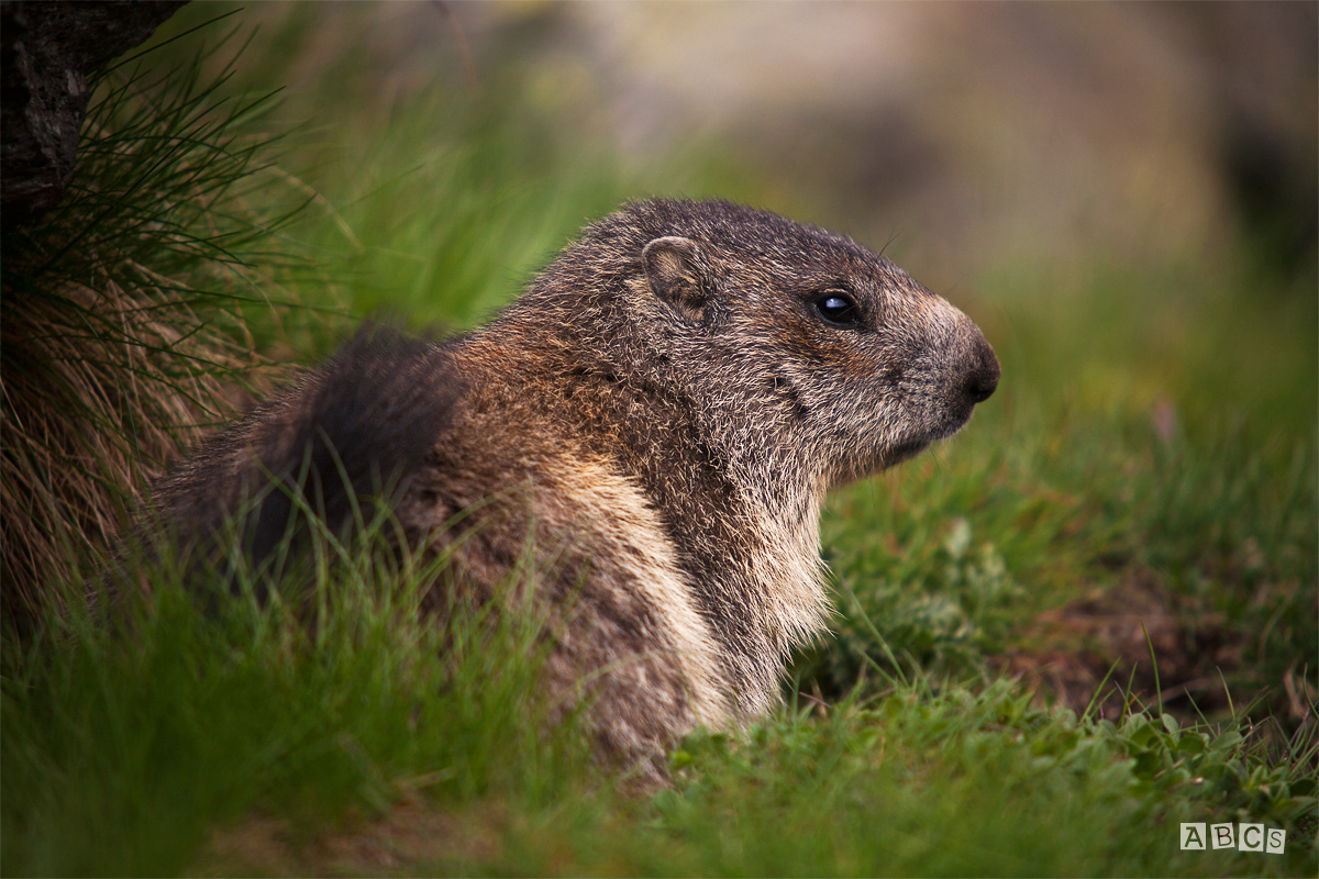 thoughtfully marmot