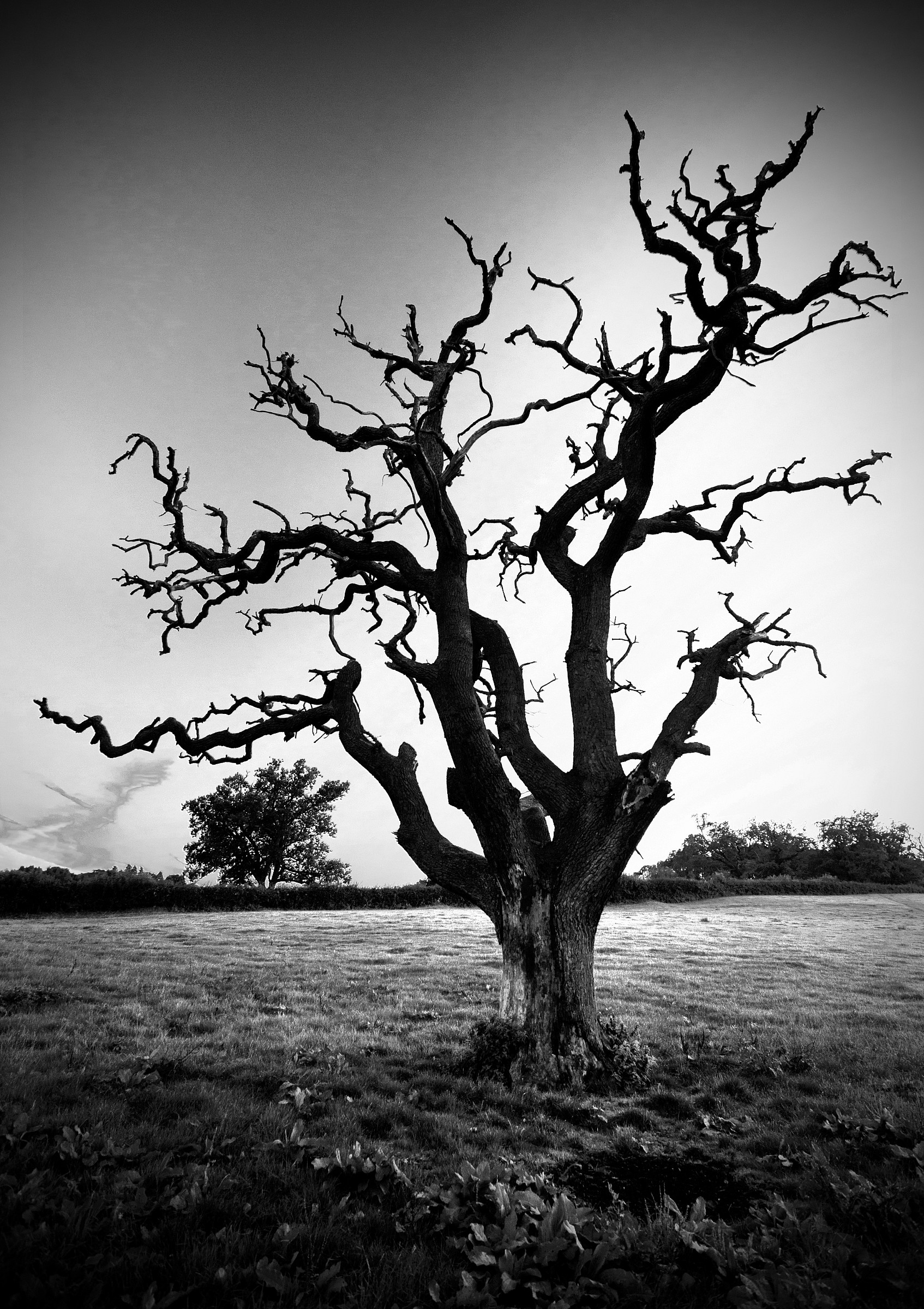 The Dead Old Oak