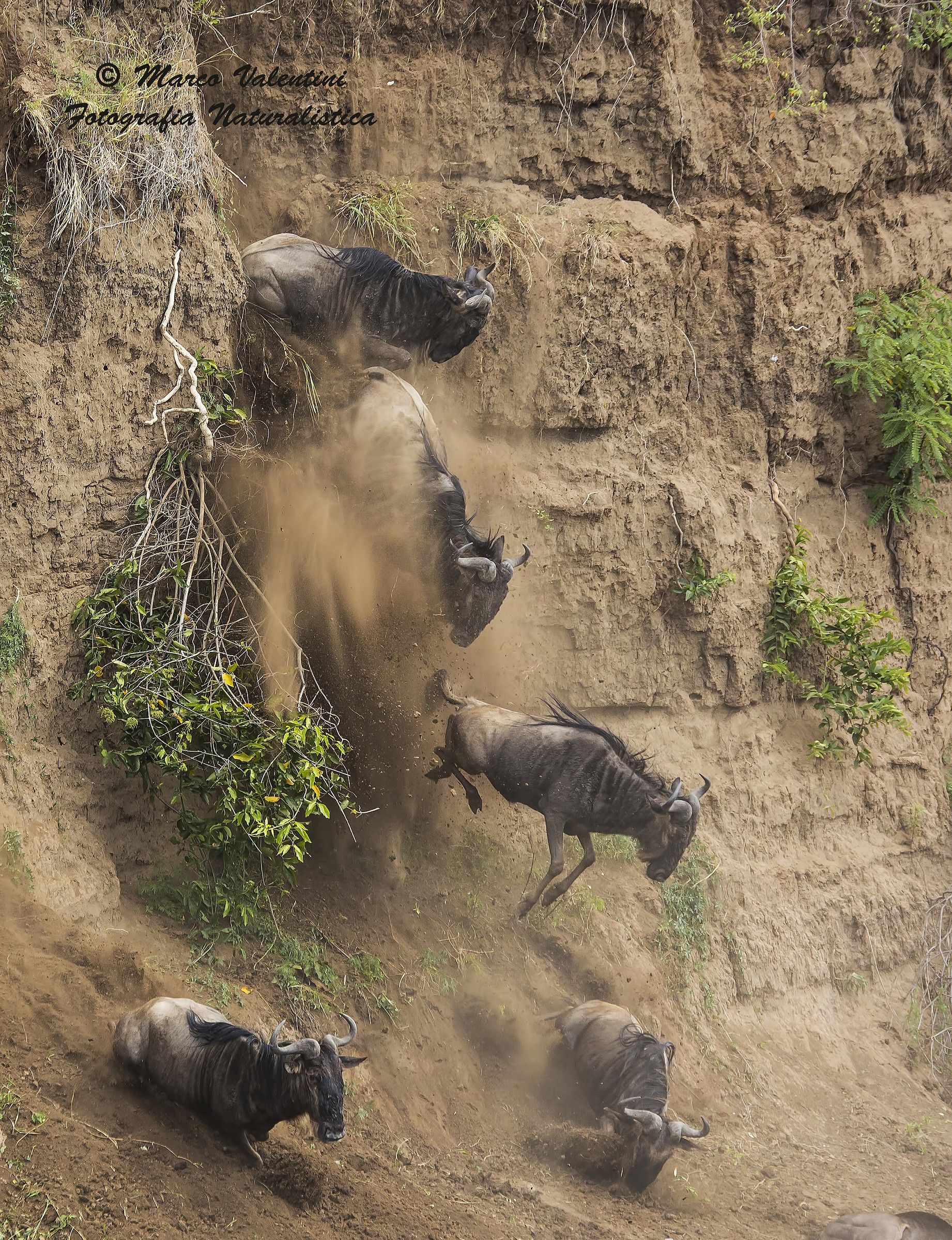 Falling wildebeests