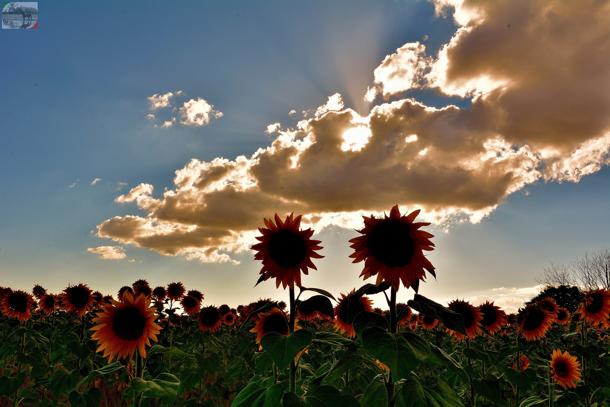 Sunflowers