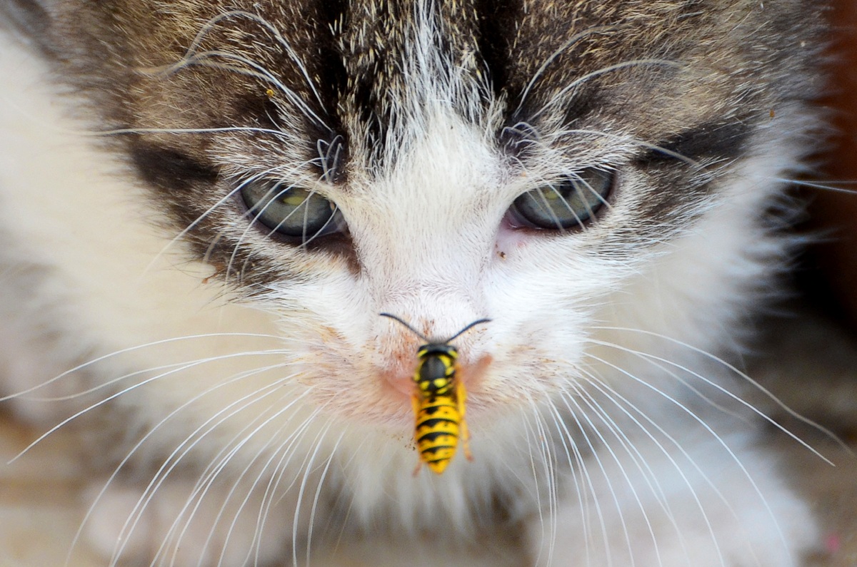 The Kitten and the bee