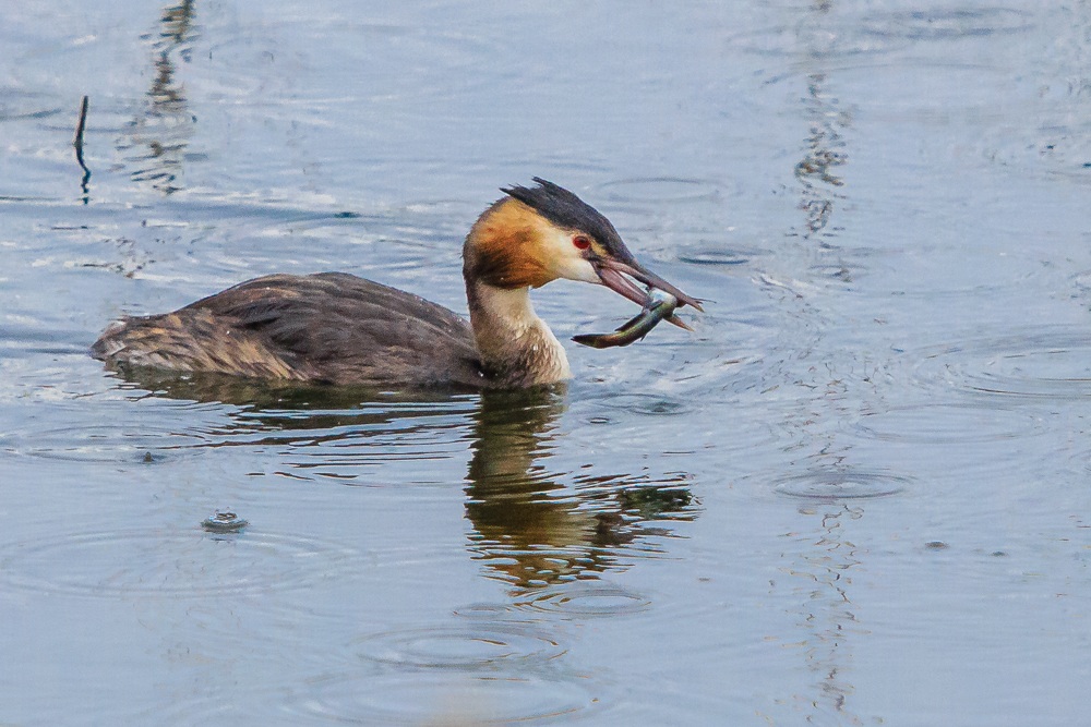 Svasso sotto la pioggia