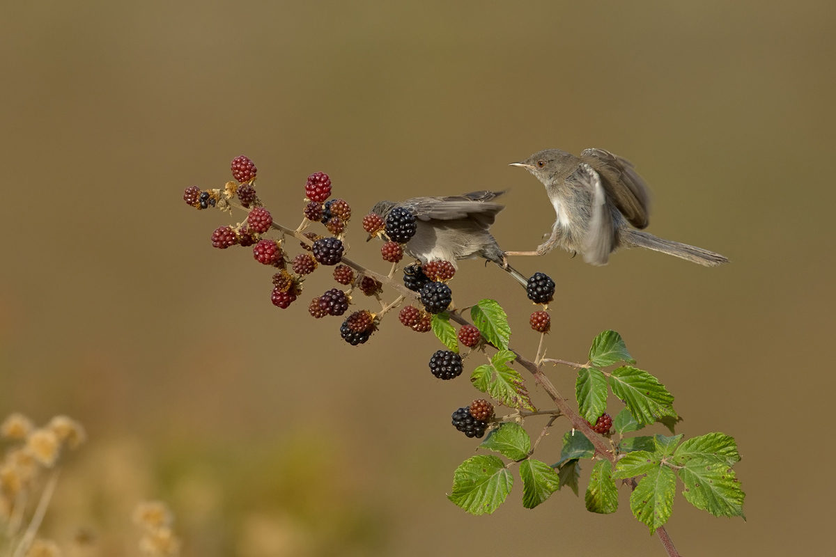 Sardinian warbler