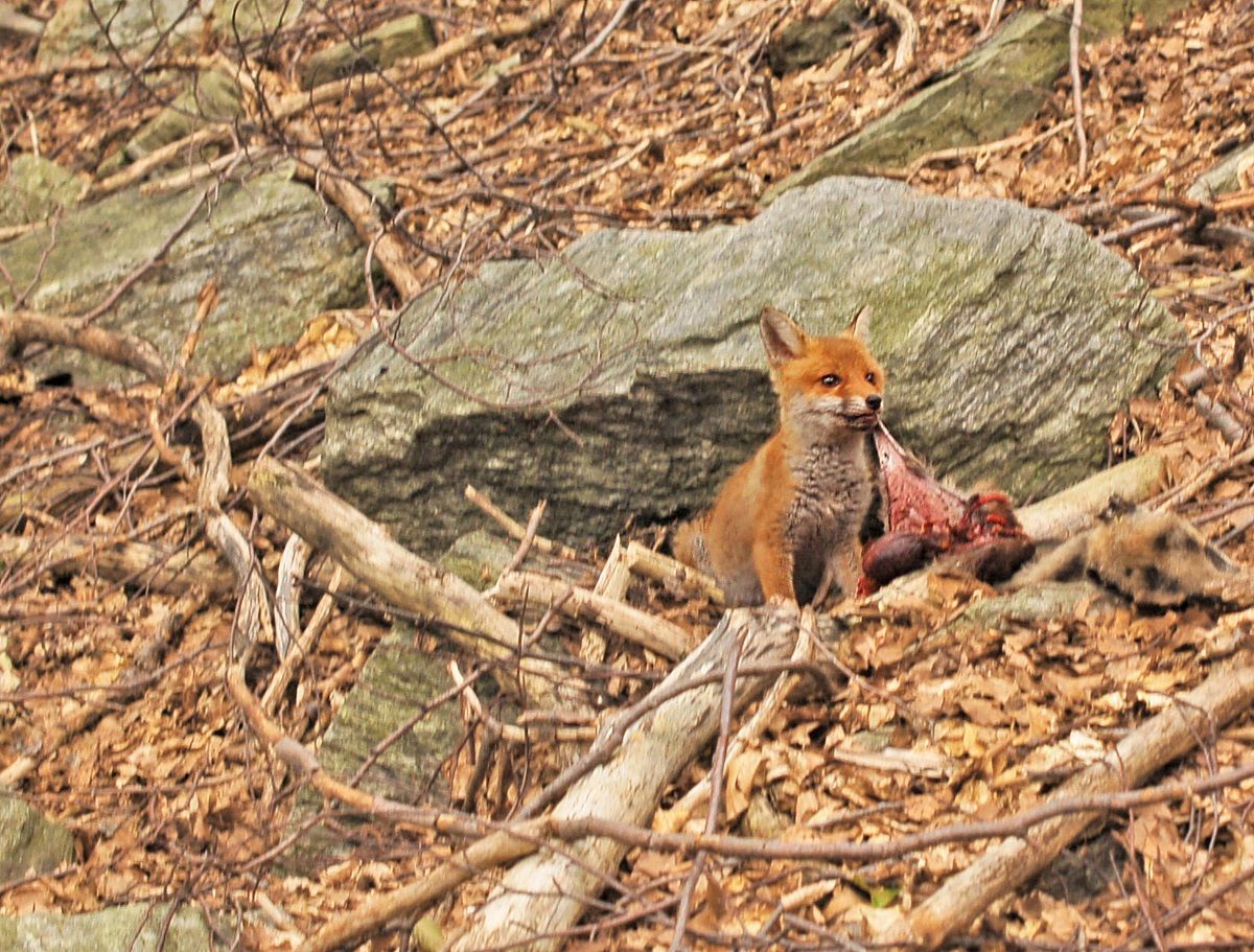 Piccolo di Volpe in natura
