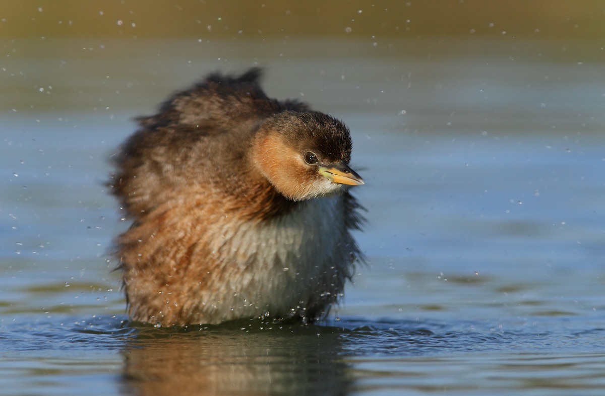Little Grebe
