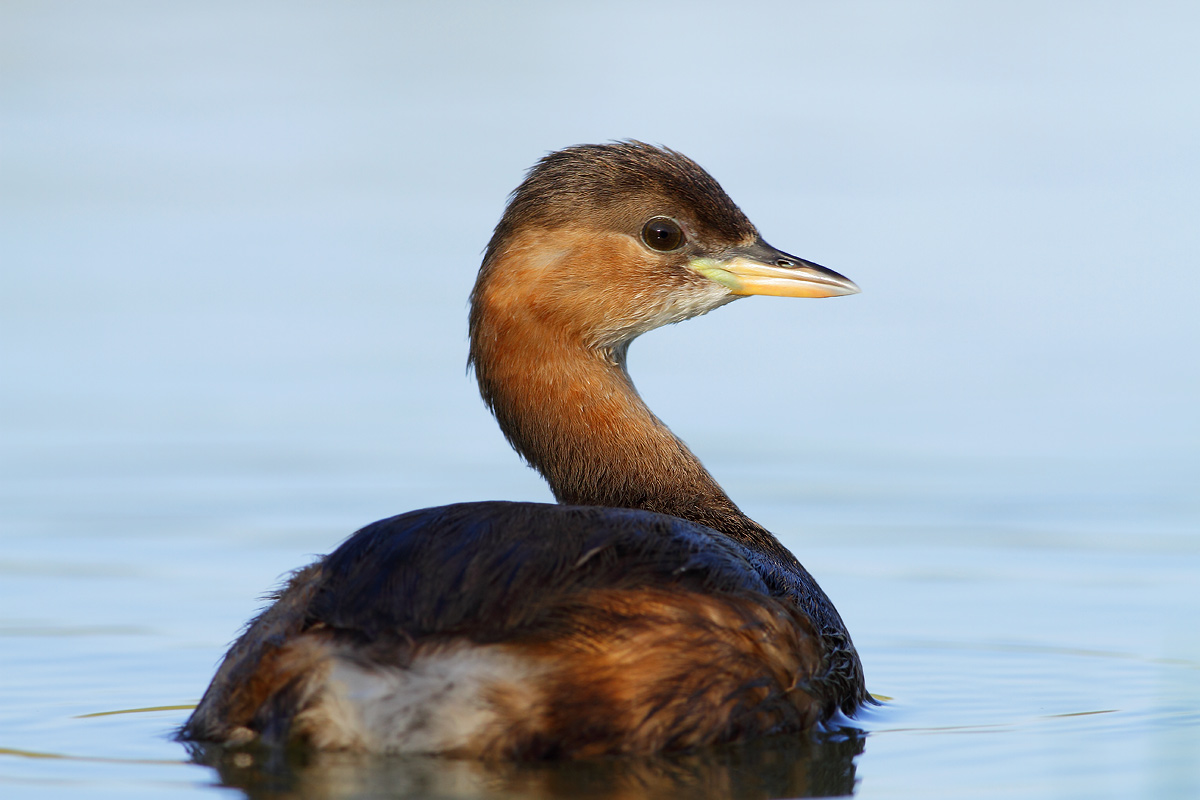 Little Grebe