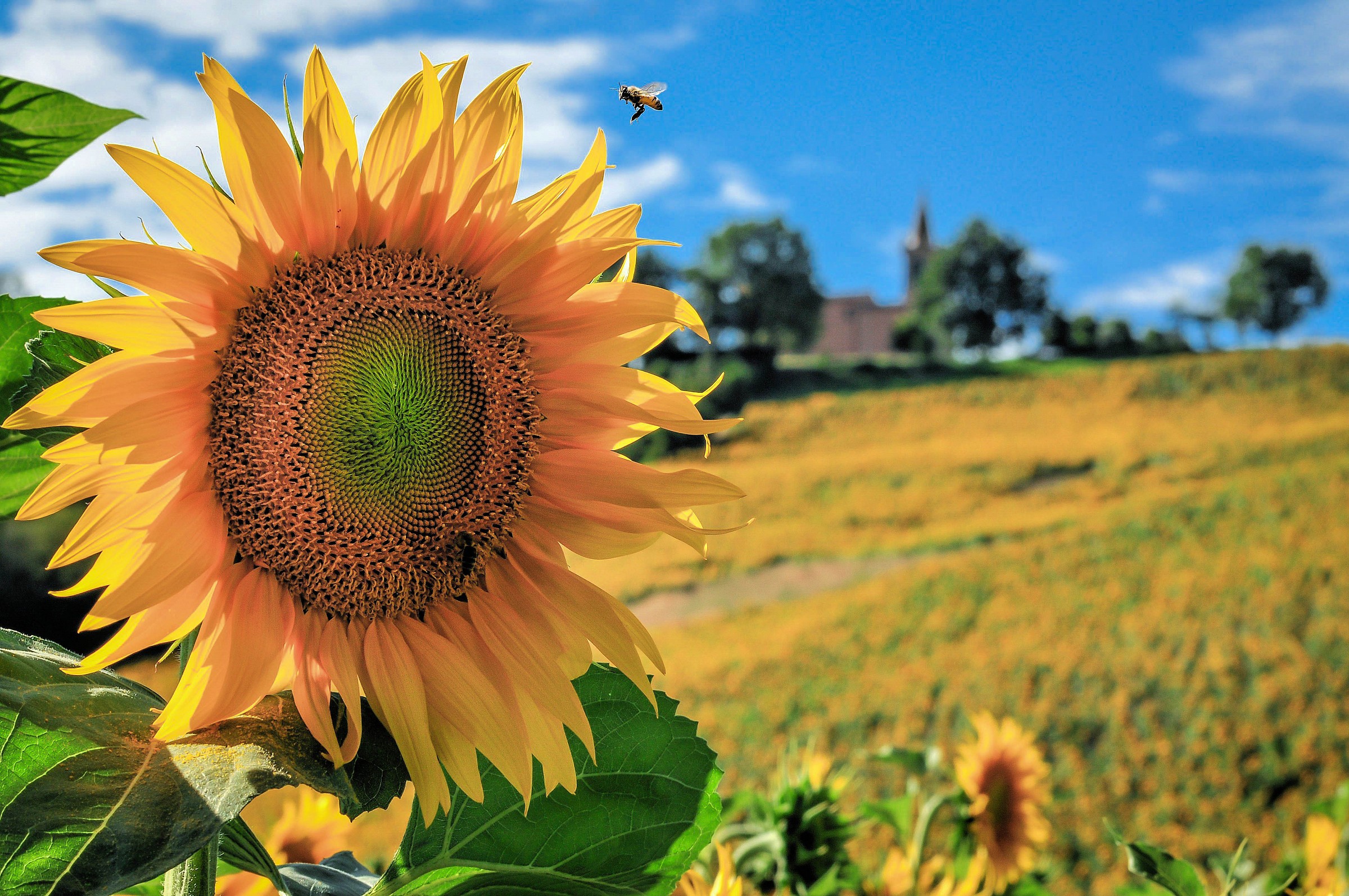 Val Samoggia: L'ape e il girasole.