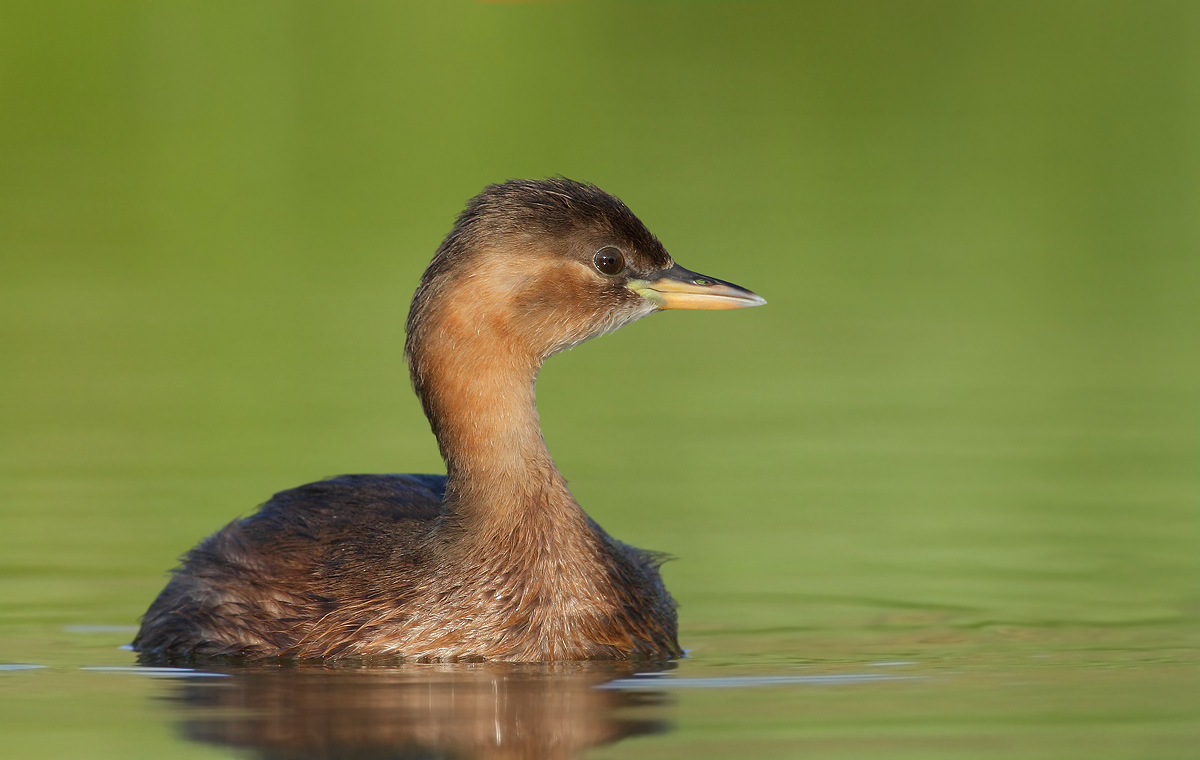 Little Grebe
