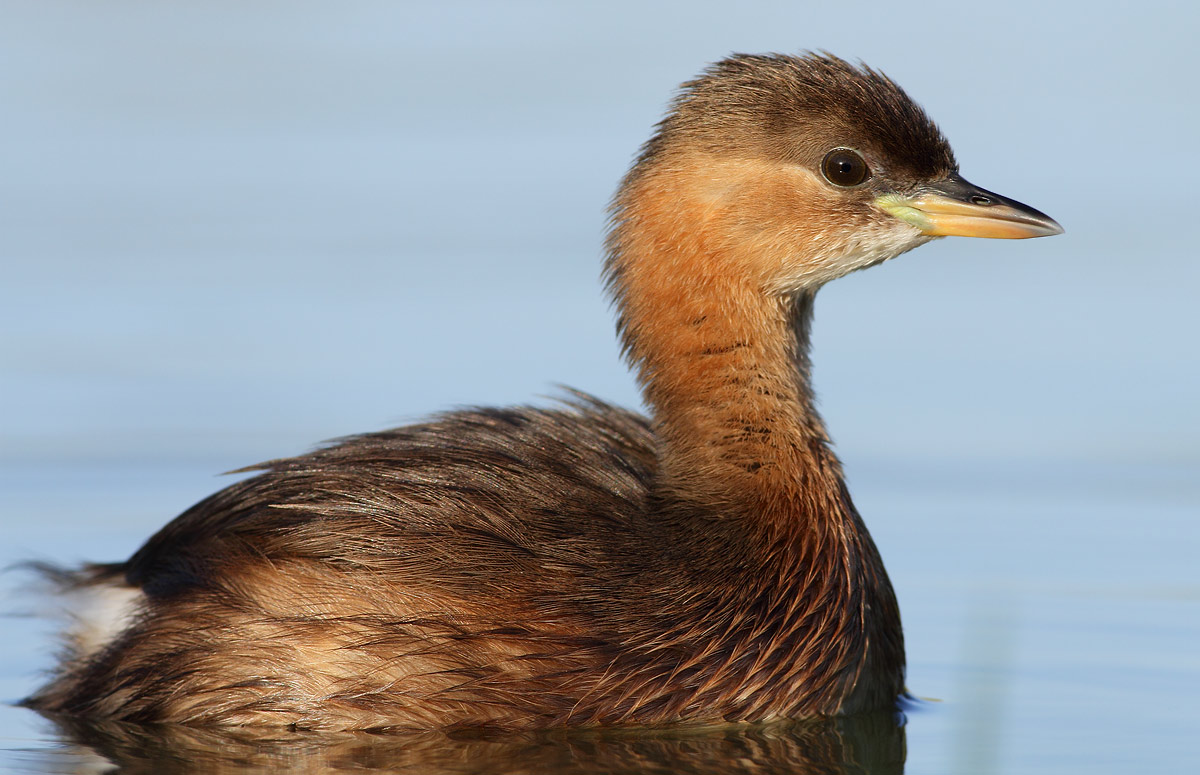 Little Grebe