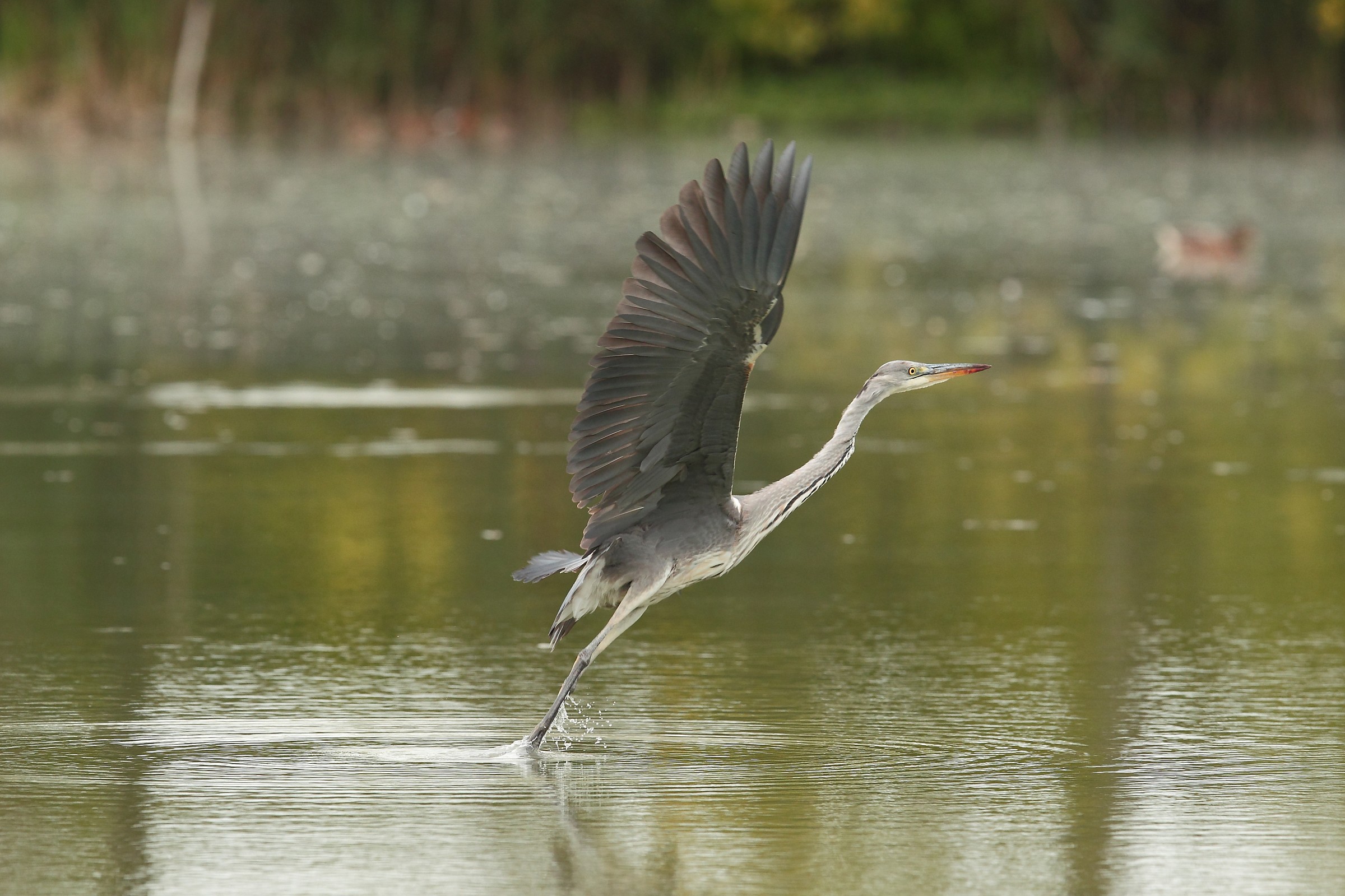 Heron