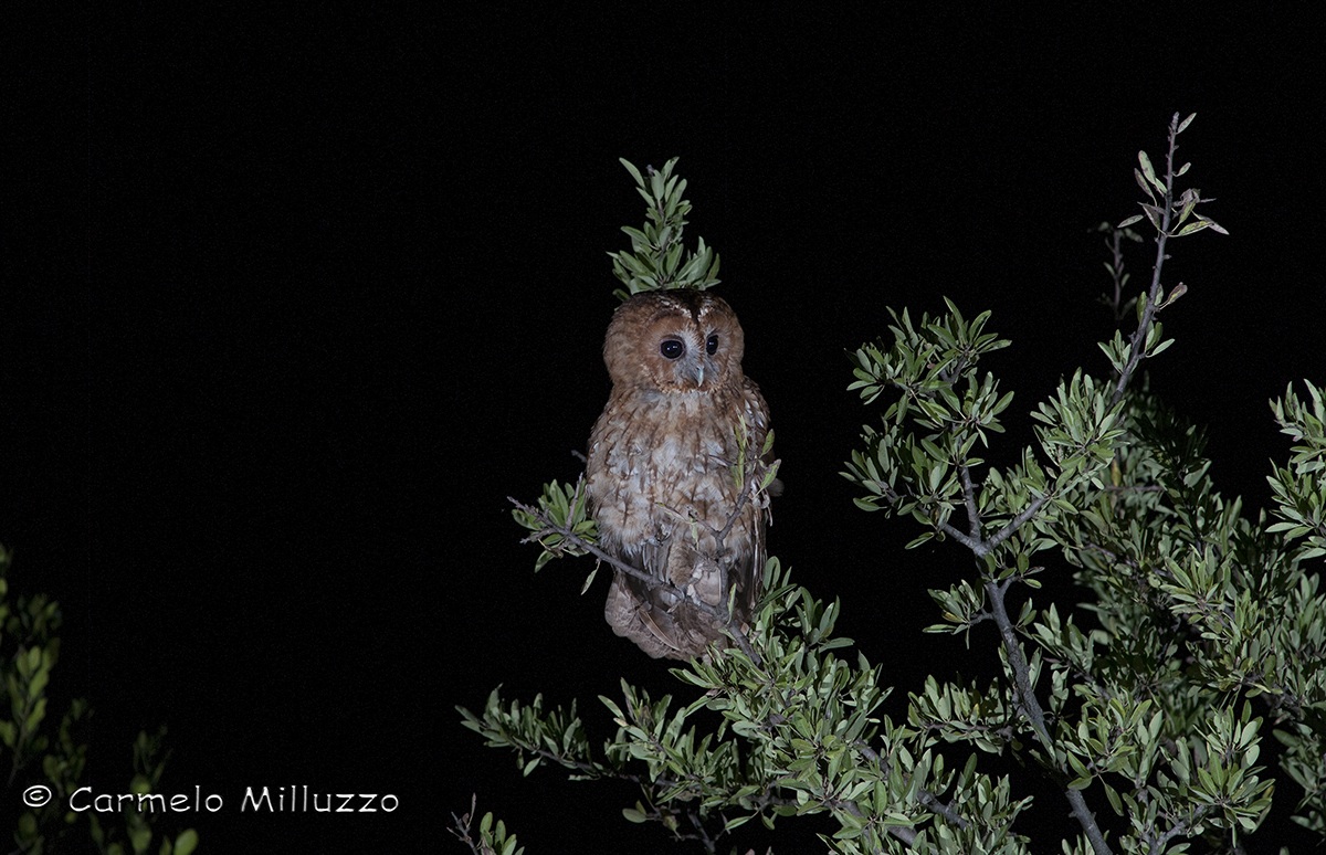 Strix aluco nel suo ambinte