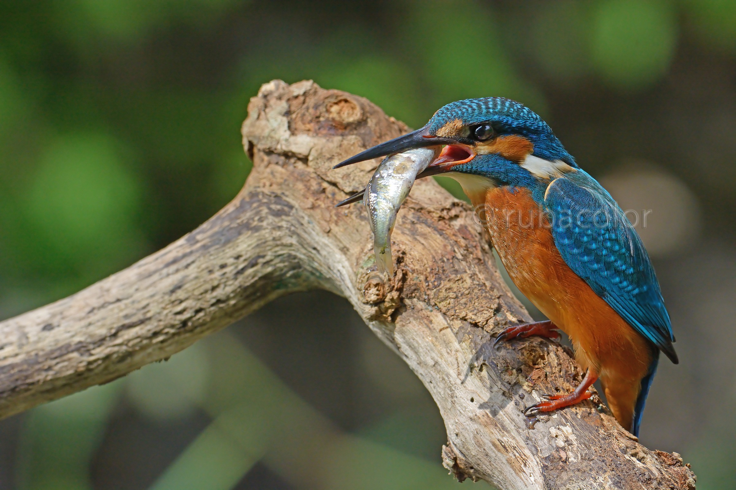 Quando i martini hanno fame