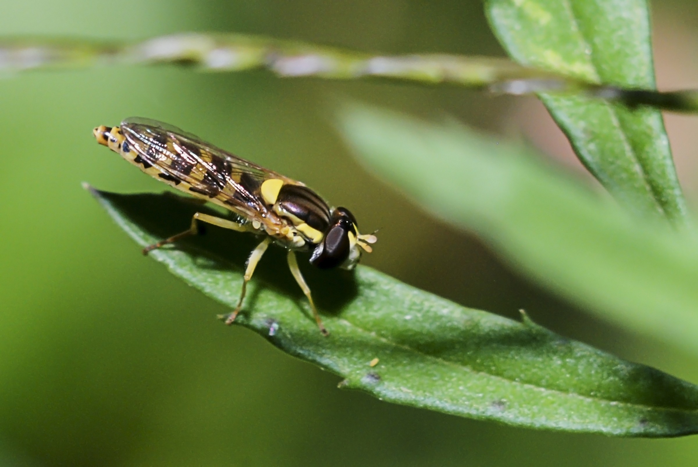 Sphaerophoria scripta