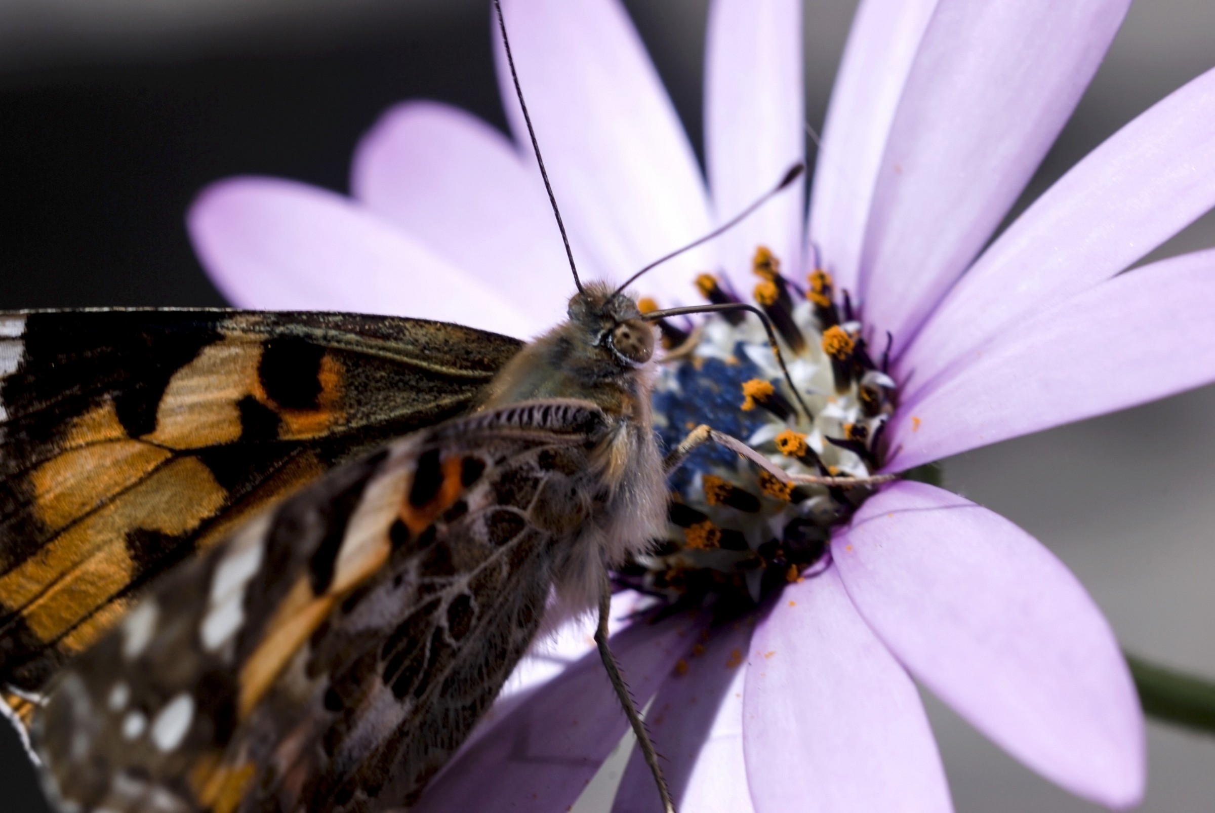 Vanessa cardui