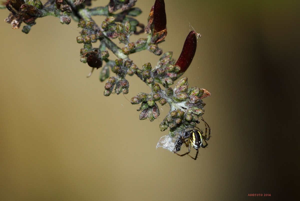 ragnetto con la pappa