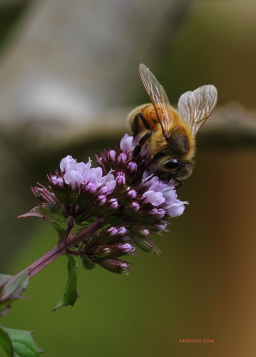 Apis mellifera