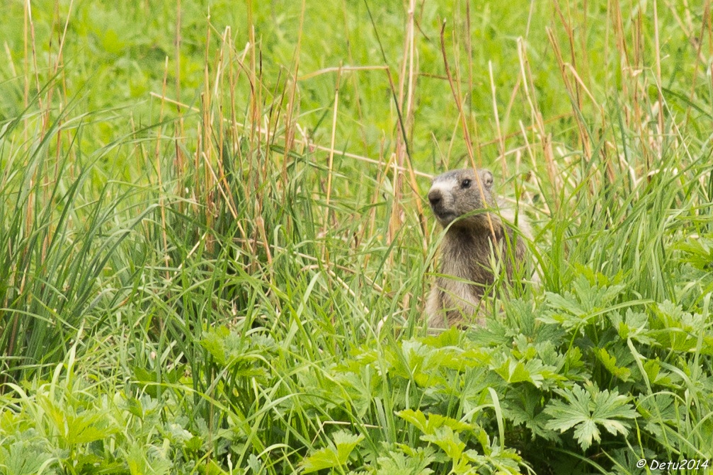 Mi è sembrato di vedere.......