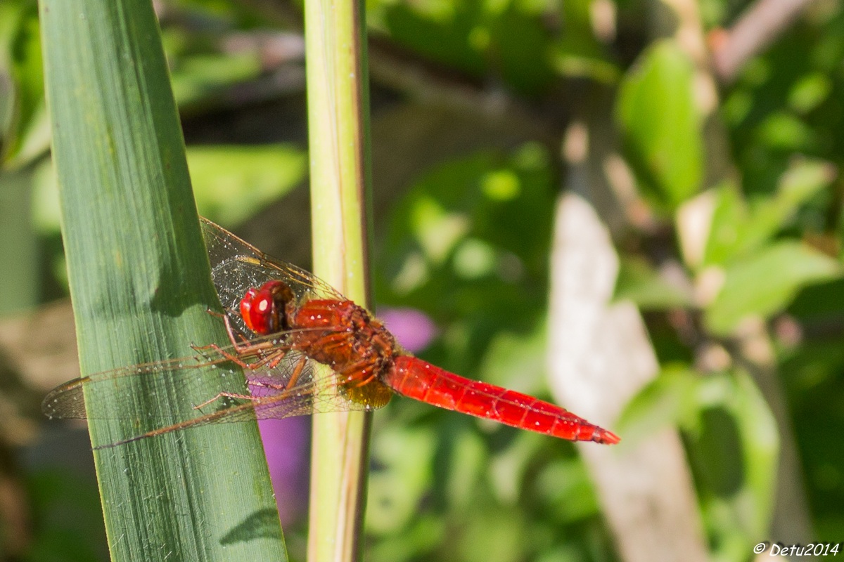Libellula