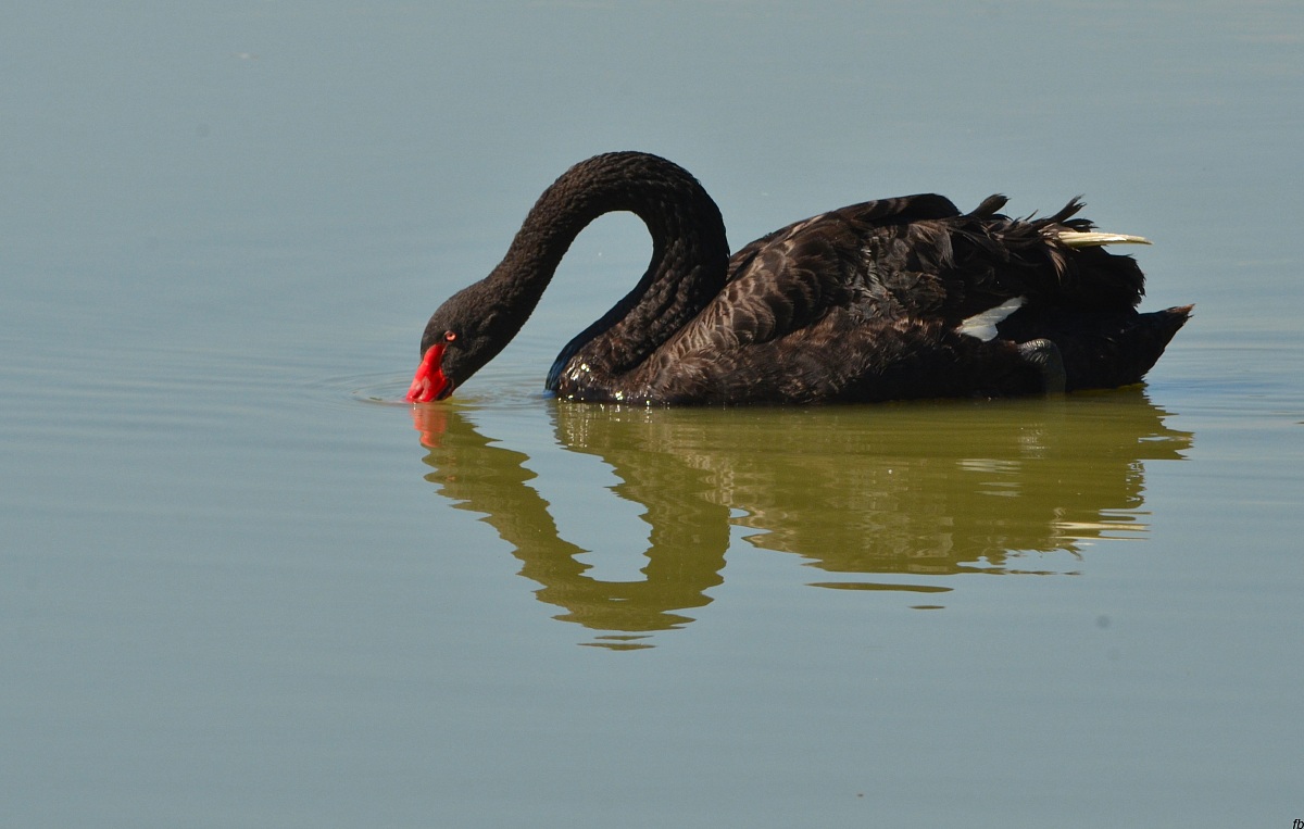 il cigno nero