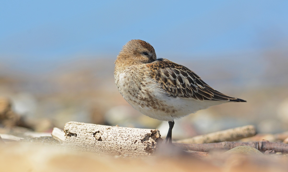 Dunlin