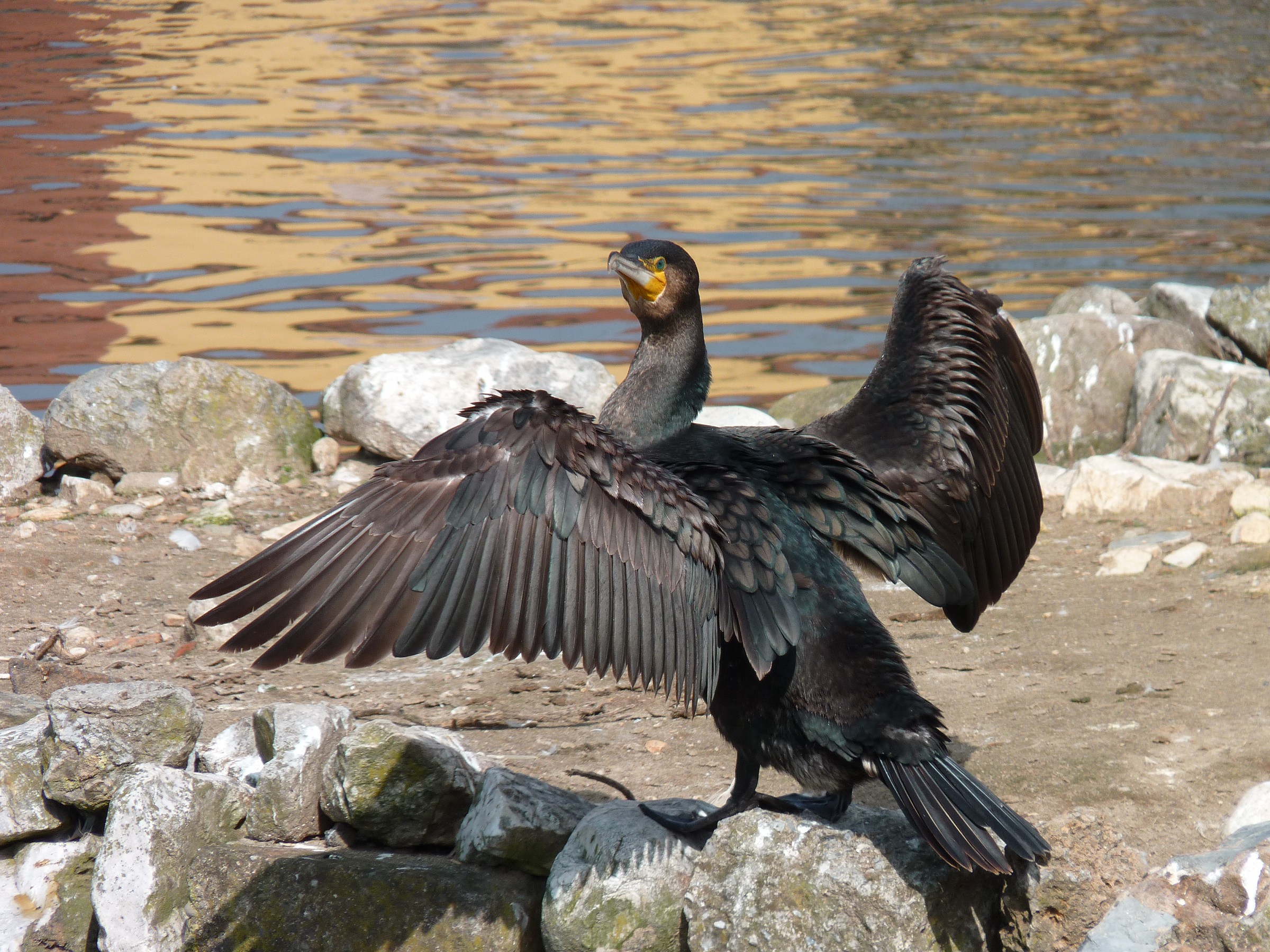 Phalacrocorax carbo