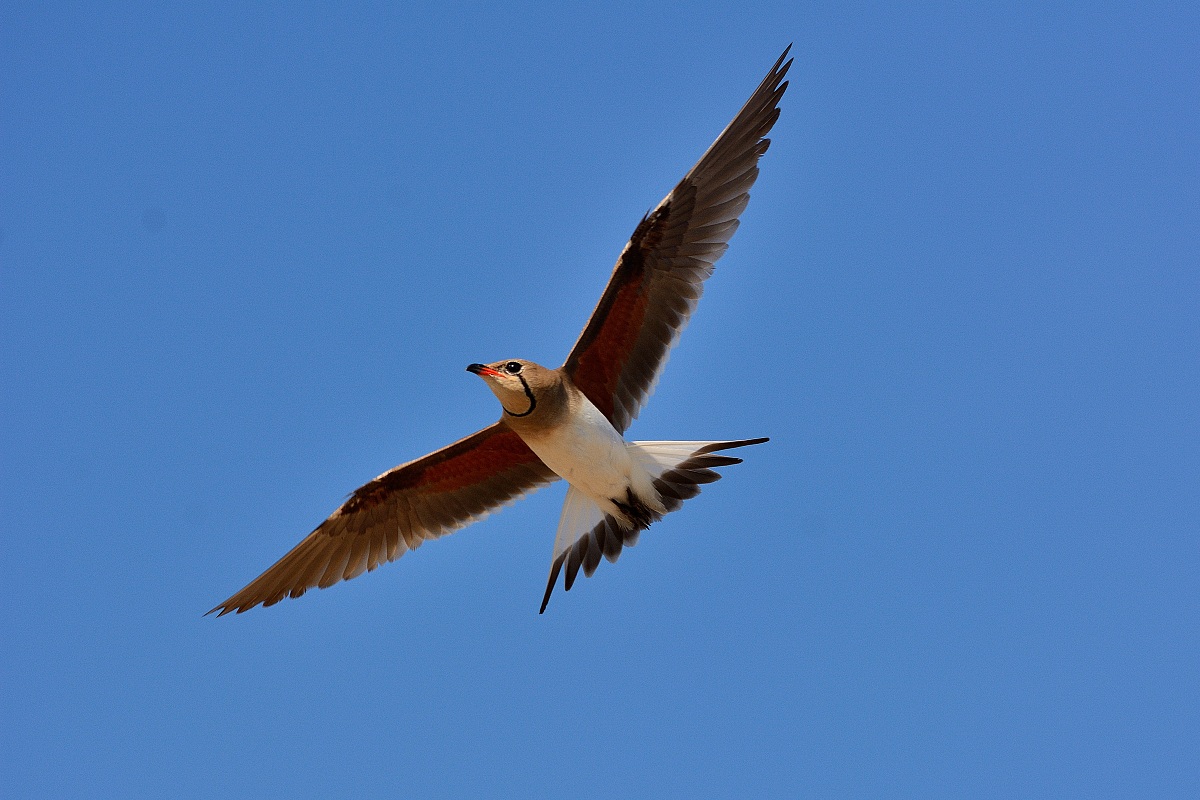 Pratincole