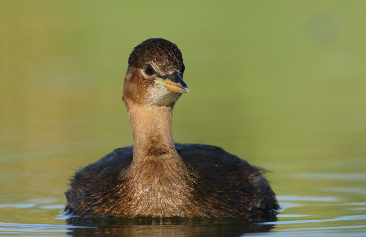 Little Grebe