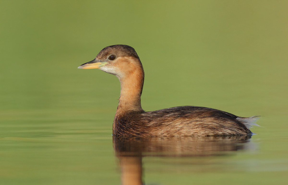Little Grebe